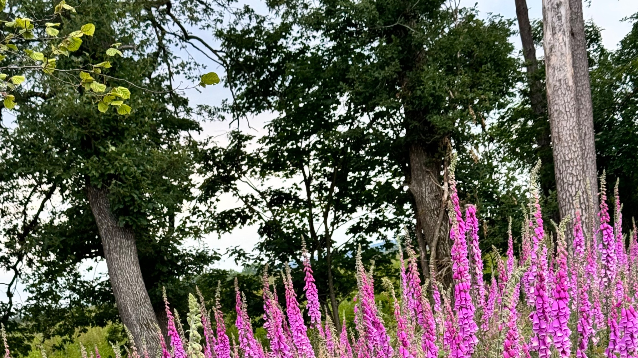 Kinderyoga ab 2 Jahren im Wald