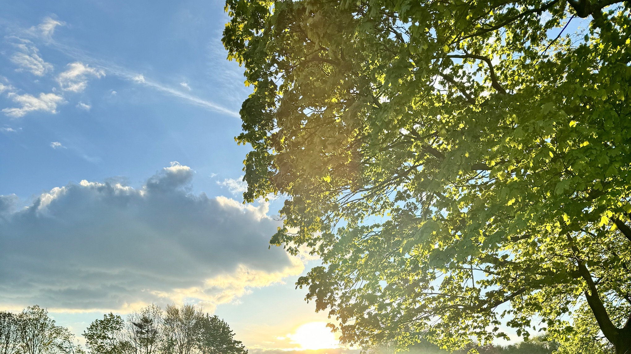 Yoga im Wald – für Kinder von 5 bis 12 Jahren (mit oder ohne Eltern)