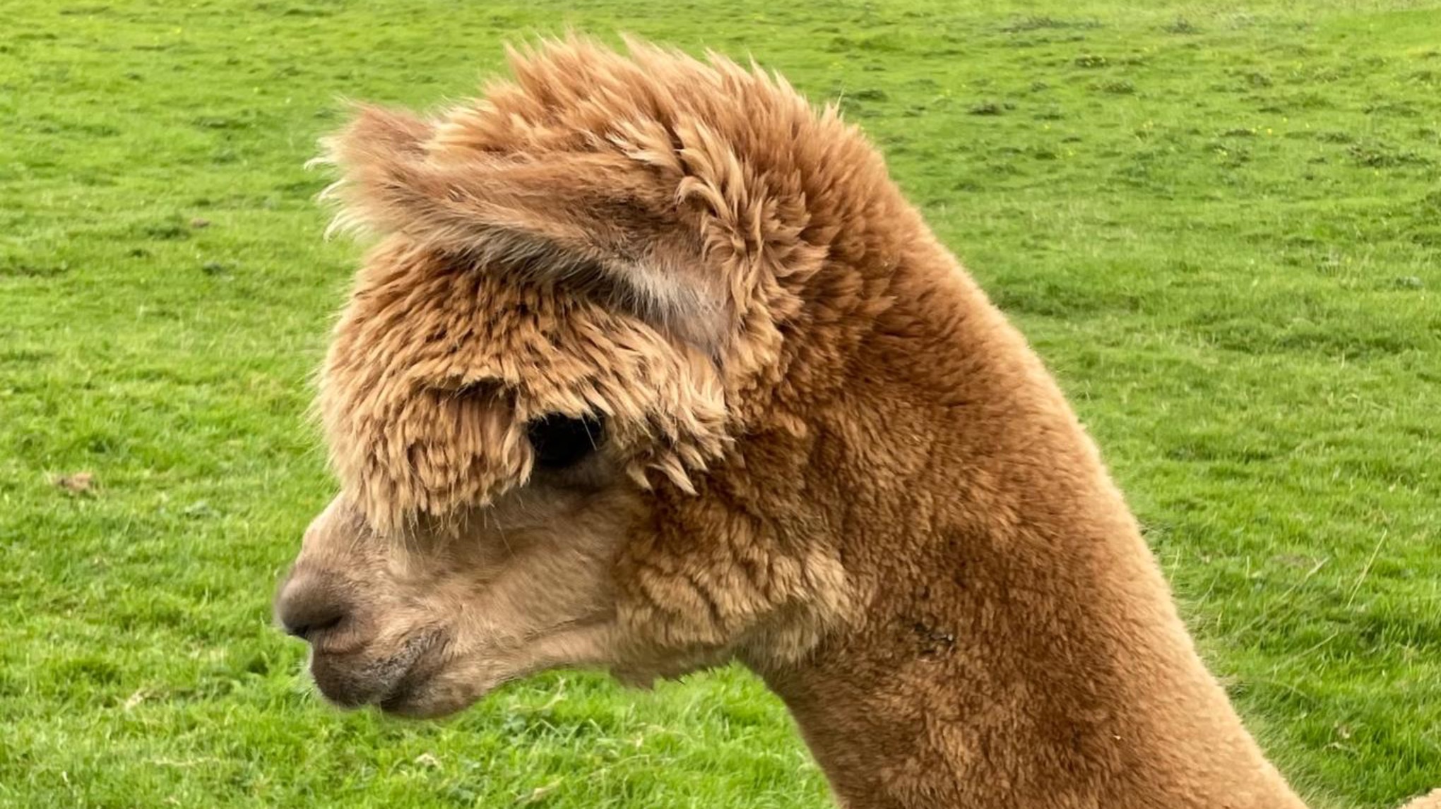🦙 Alpaka-Yoga-Familientag für Kids ab 10 Jahren
