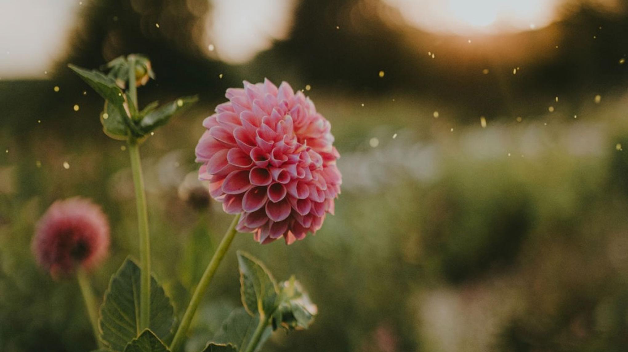 Petals & Presence:  a day of calm, creativity and community