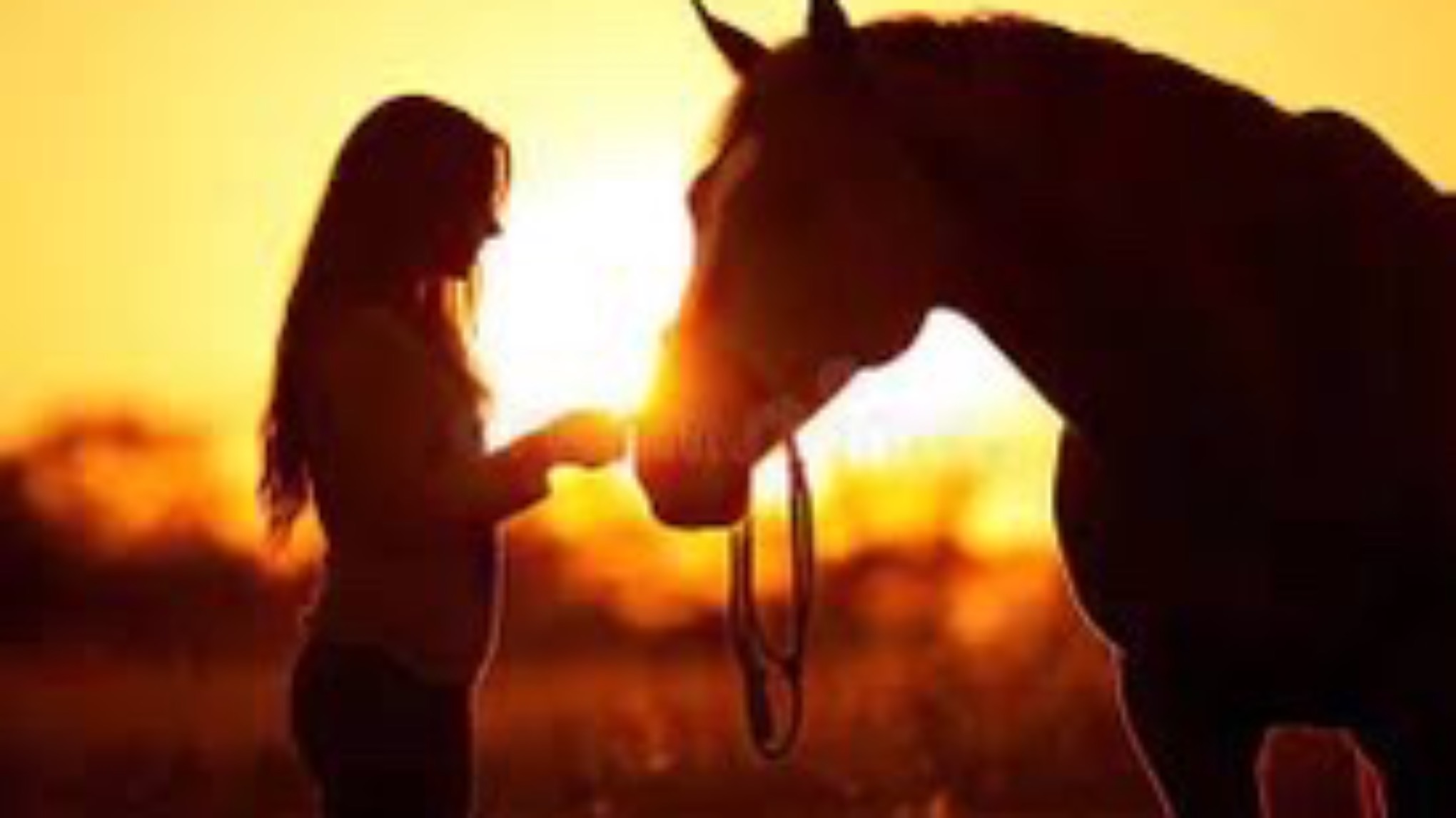 Peace in the Paddock 🌿