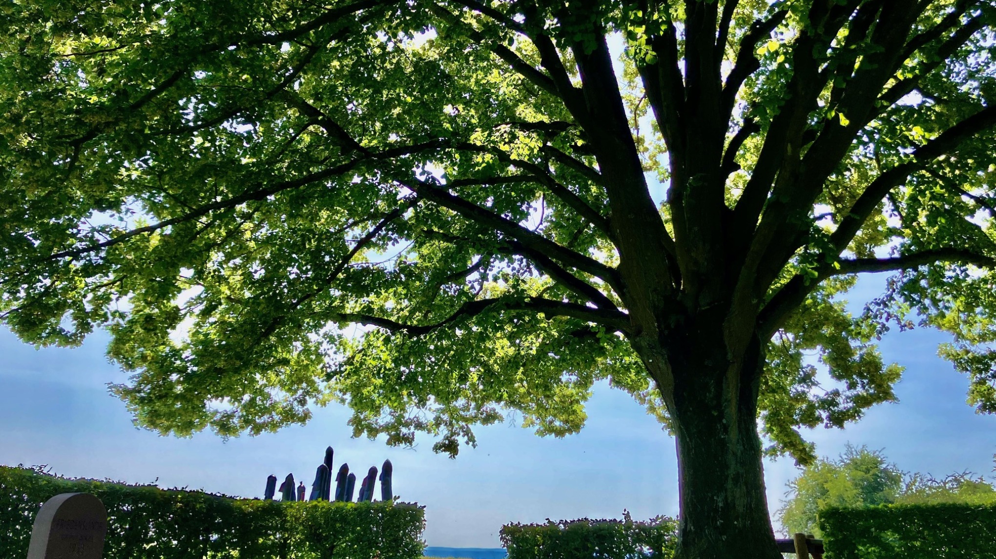YIN YOGA an der Friedenslinde