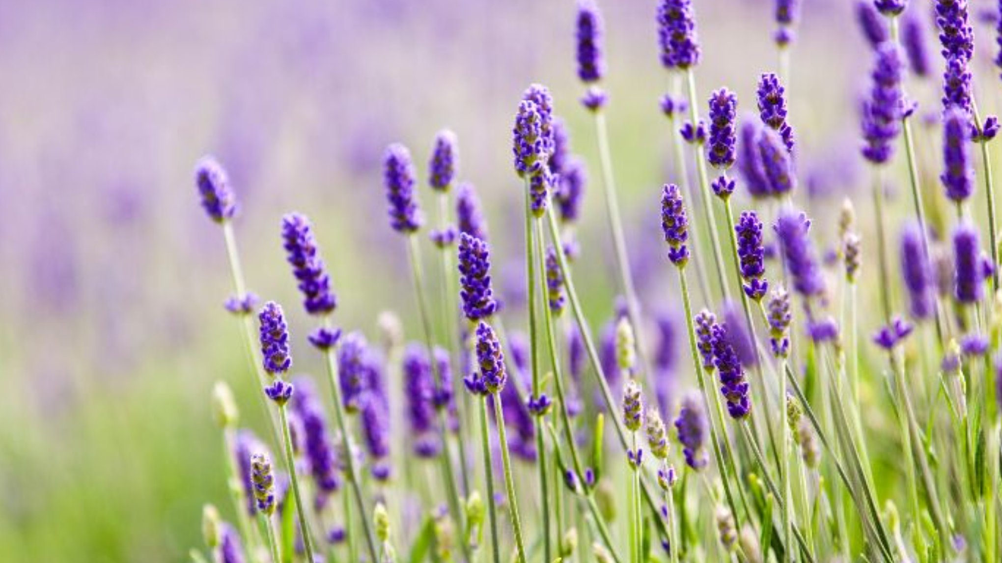 Yoga in the Lavendar Field 💜: Pre-registration required