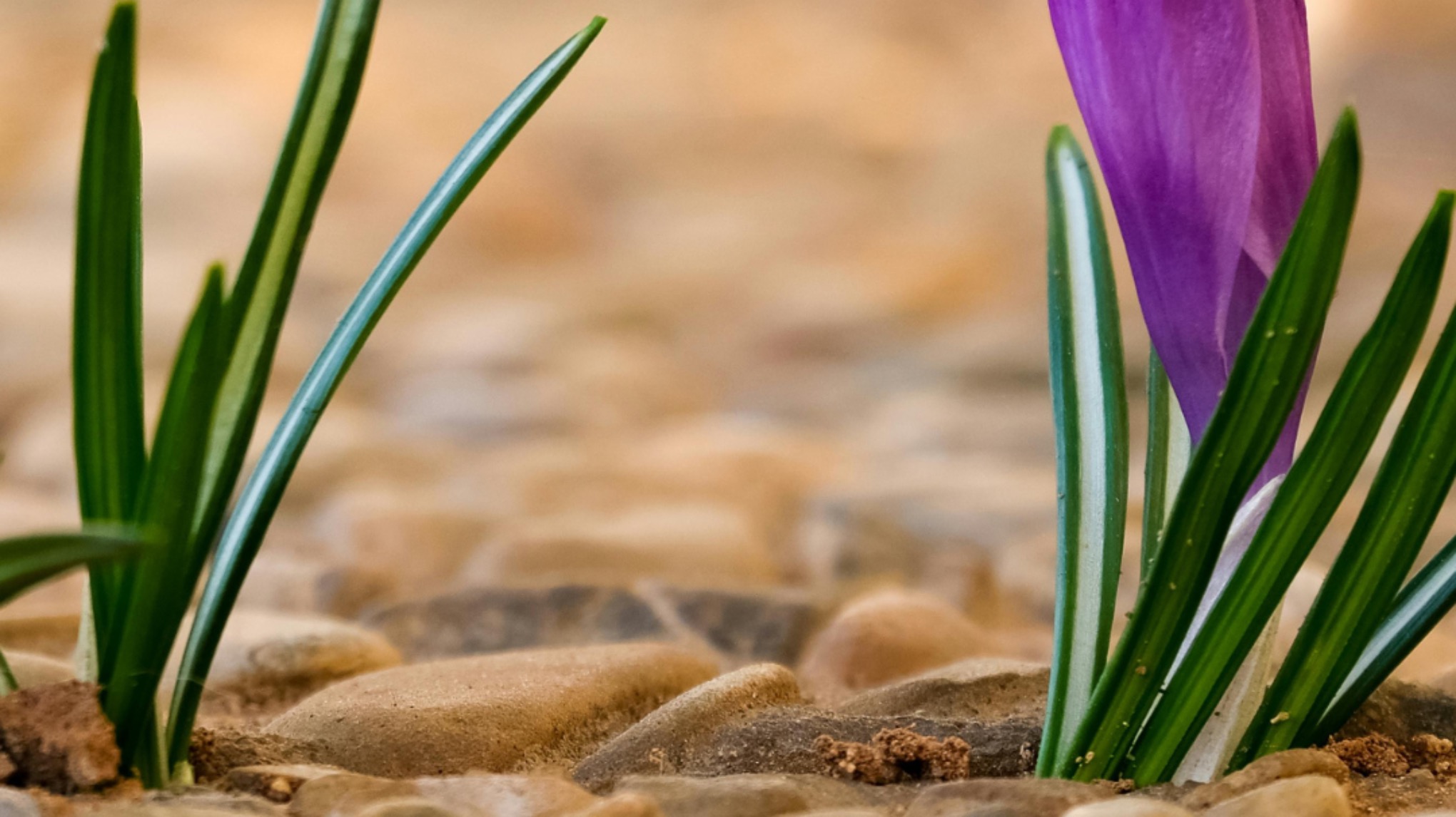 Atelier Méditation "Renouveau & énergie vitale"