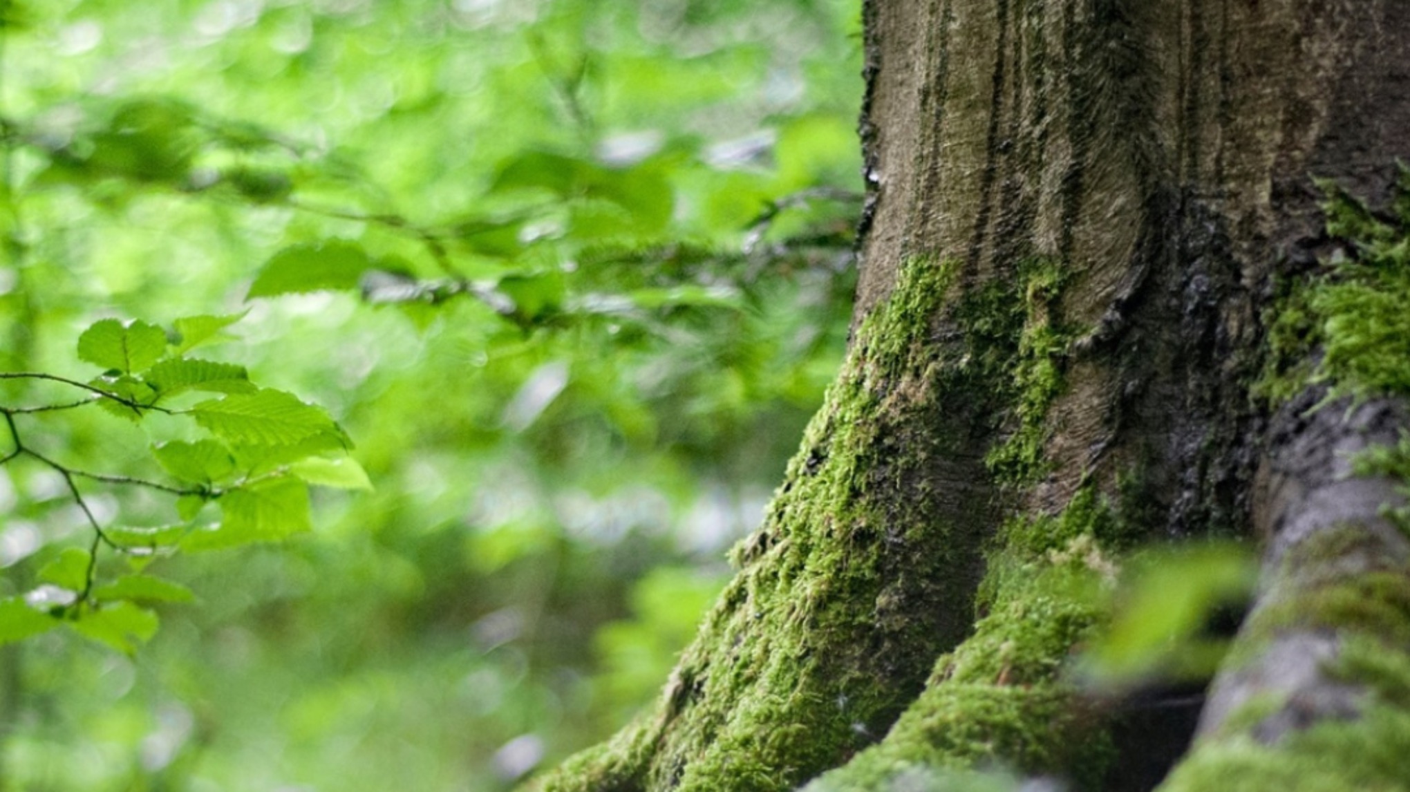 Atelier Marche Méditative (en extérieur) "Oser être soi"