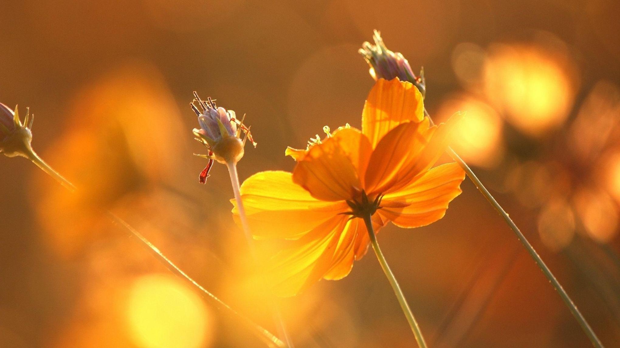 ANUSARA® YOGA HERBST-RETREAT
