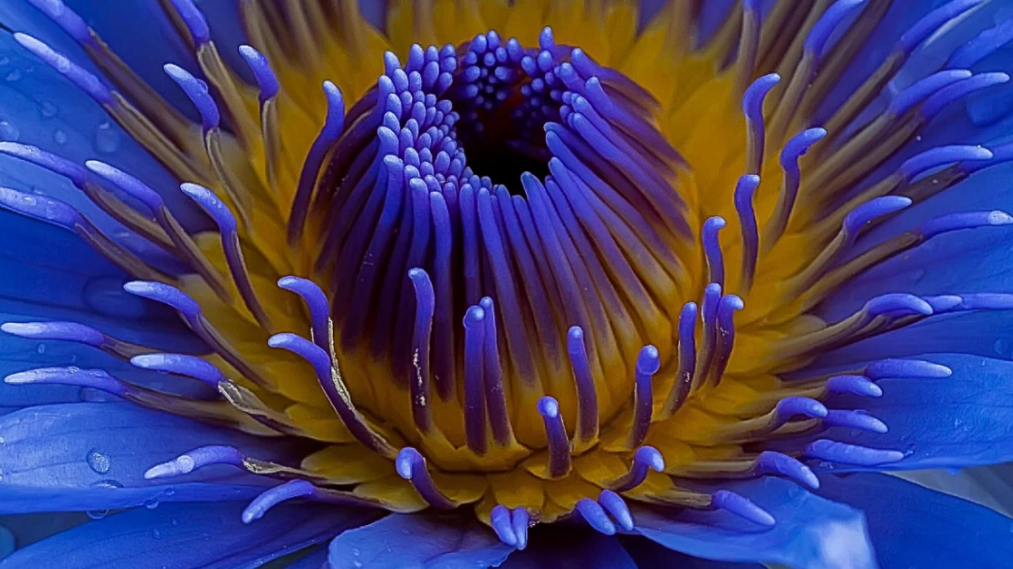 Blaue Lotus Zeremonie - eine meditative Sinnesreise