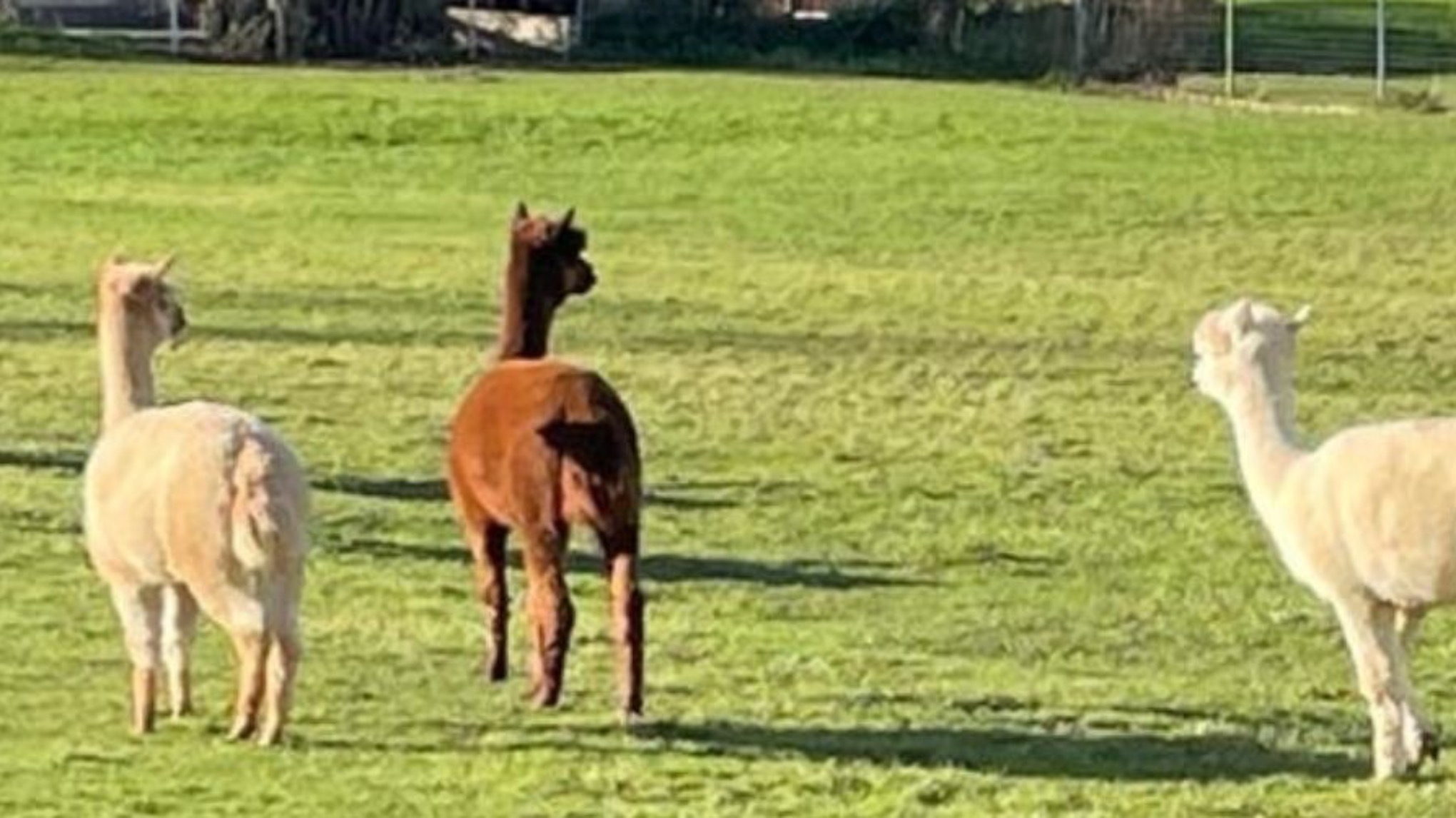 Familienyoga auf Katjas Alpakahof ab 6 Jahren