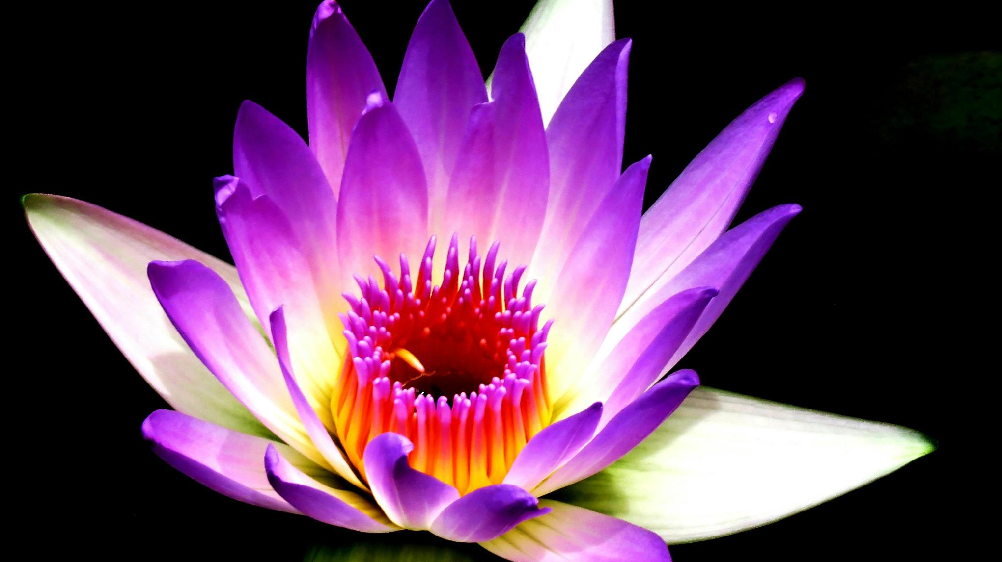 Meditatie & Beweging