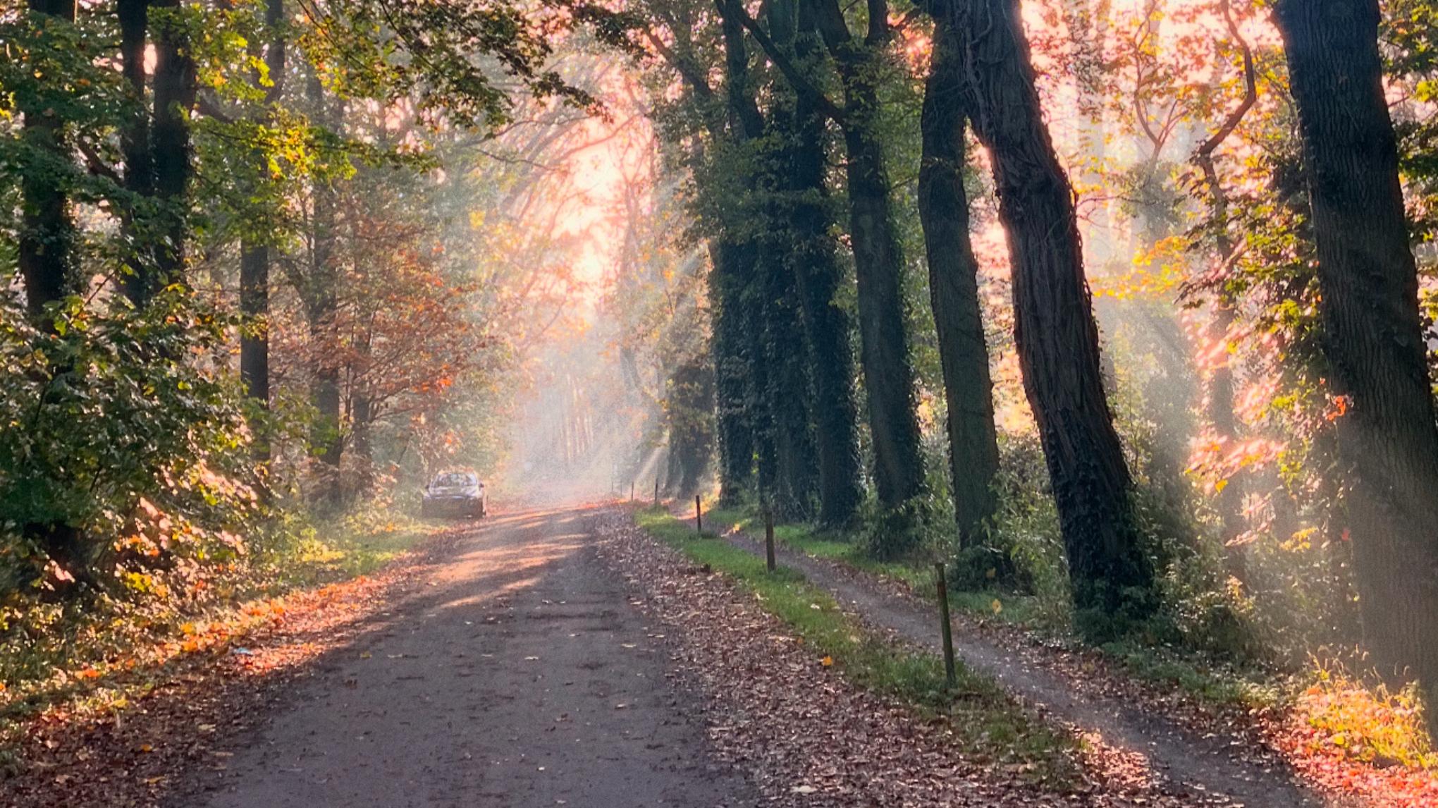 Femvital Herfstwandeling – Energie & Balans