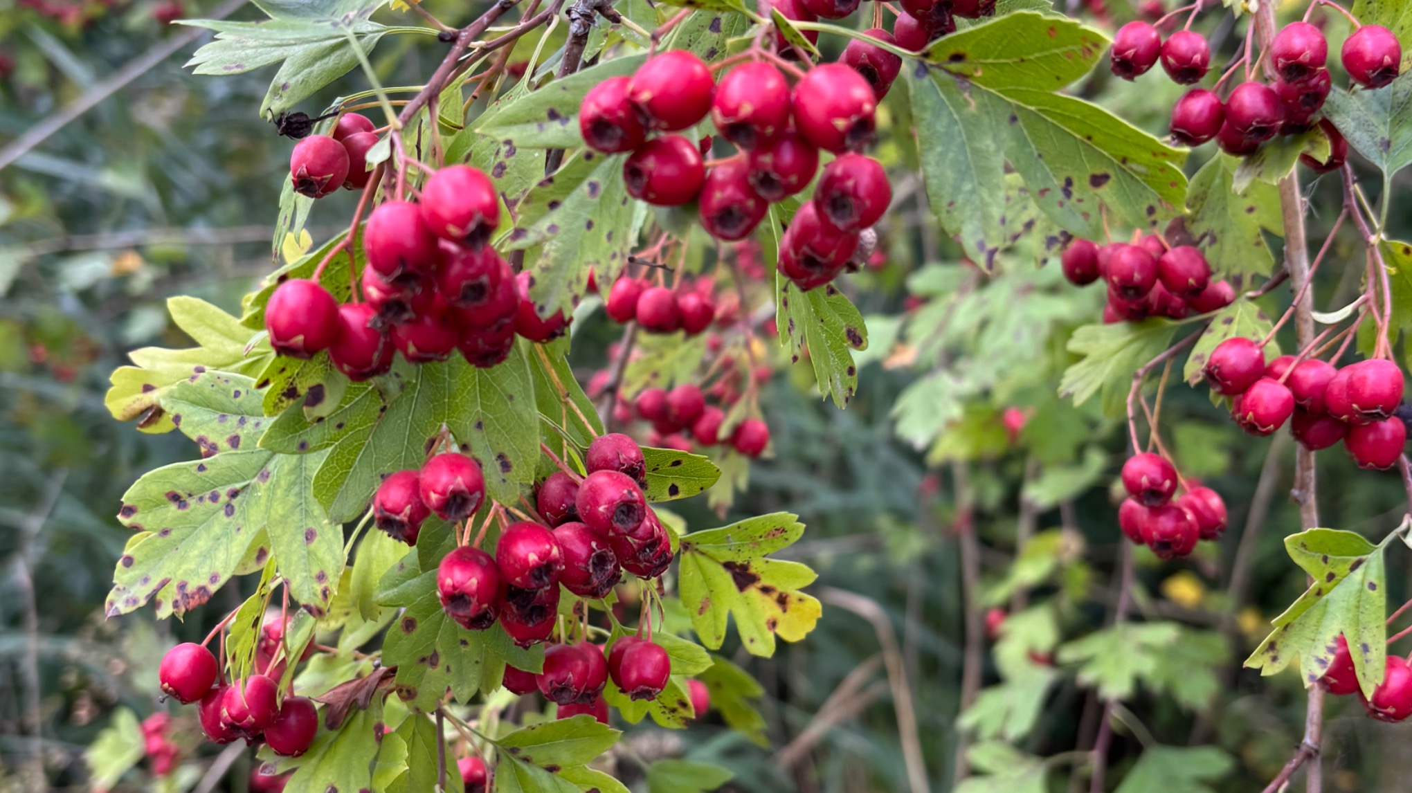 Mindful wandelen, yoga en stadspoëzie in het Griftpark