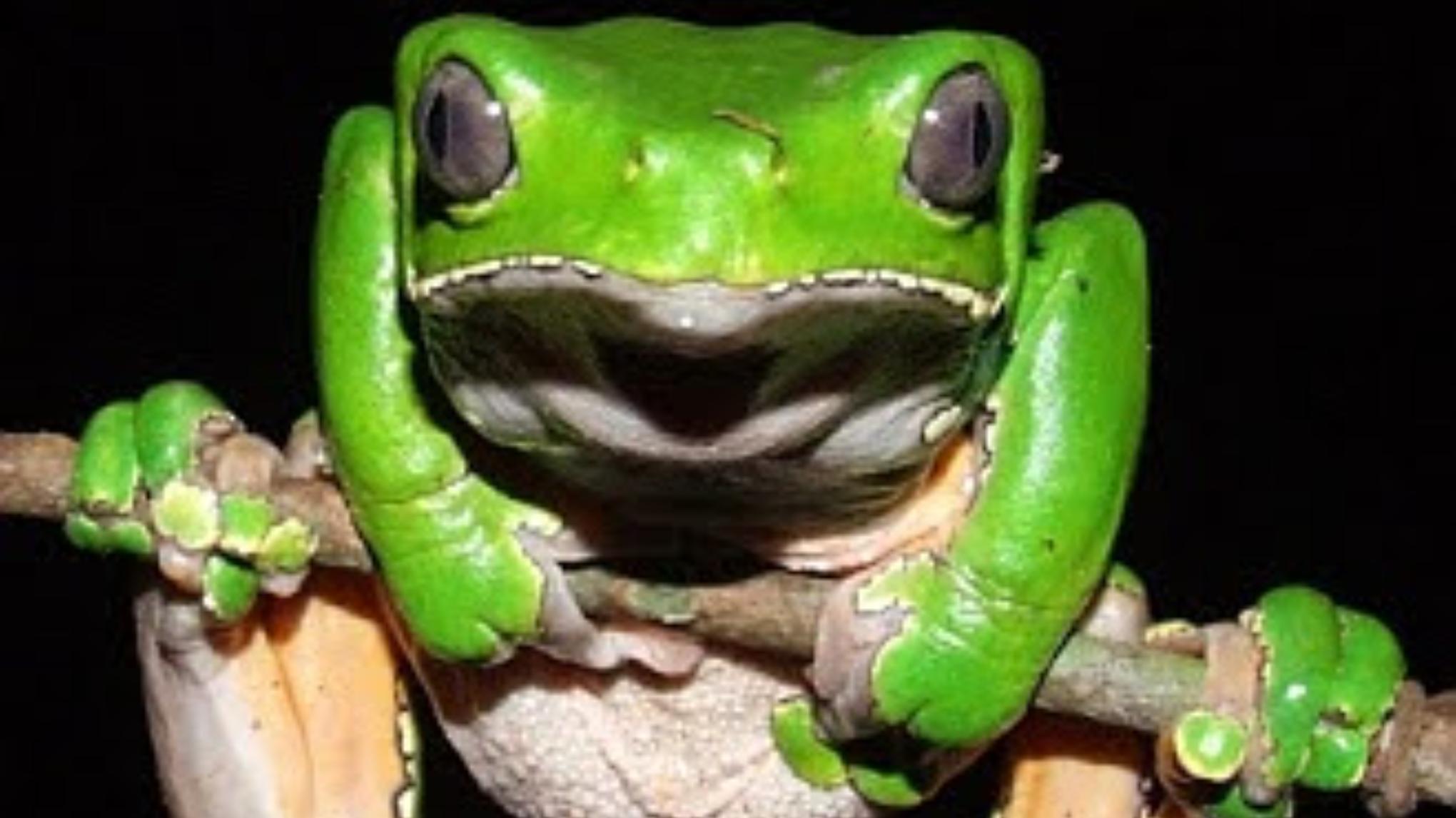 Kambo ceremonie (vol)