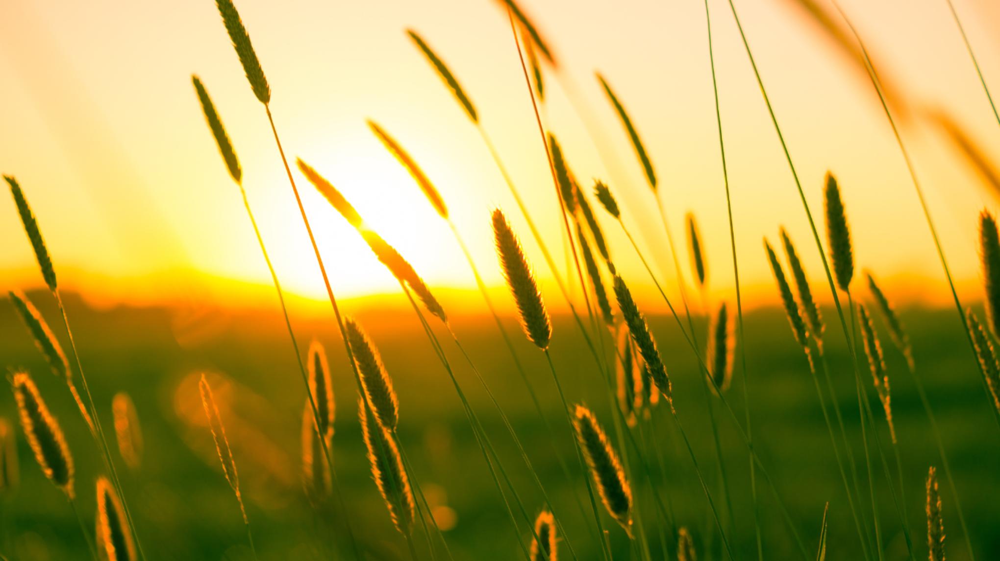 Journée Bien-être – l’ETE – La vacance, se laisser être