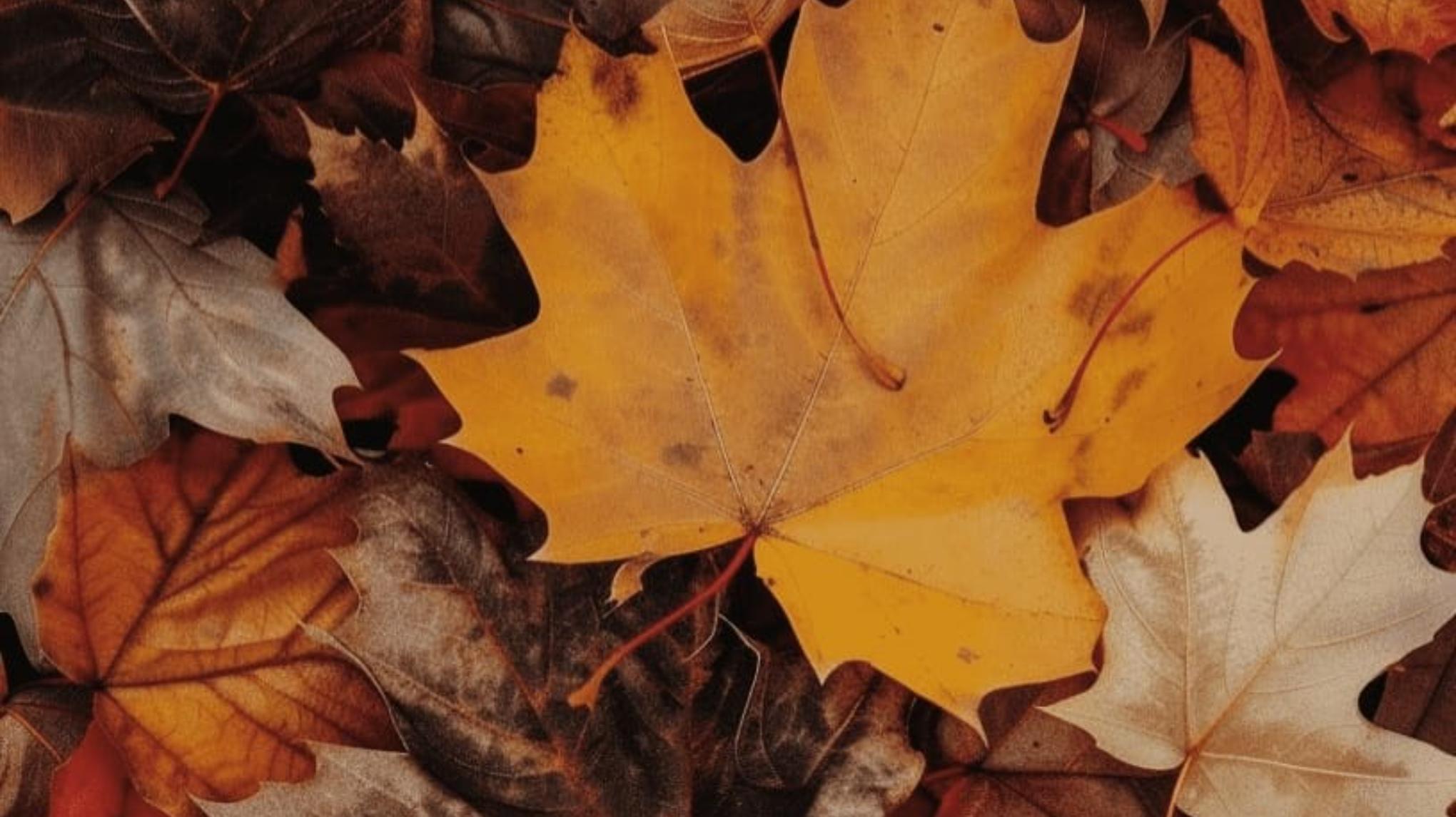 🍁  ATELIER D'AUTOMNE - Ralentir et récolter la saveur du Yin (1)