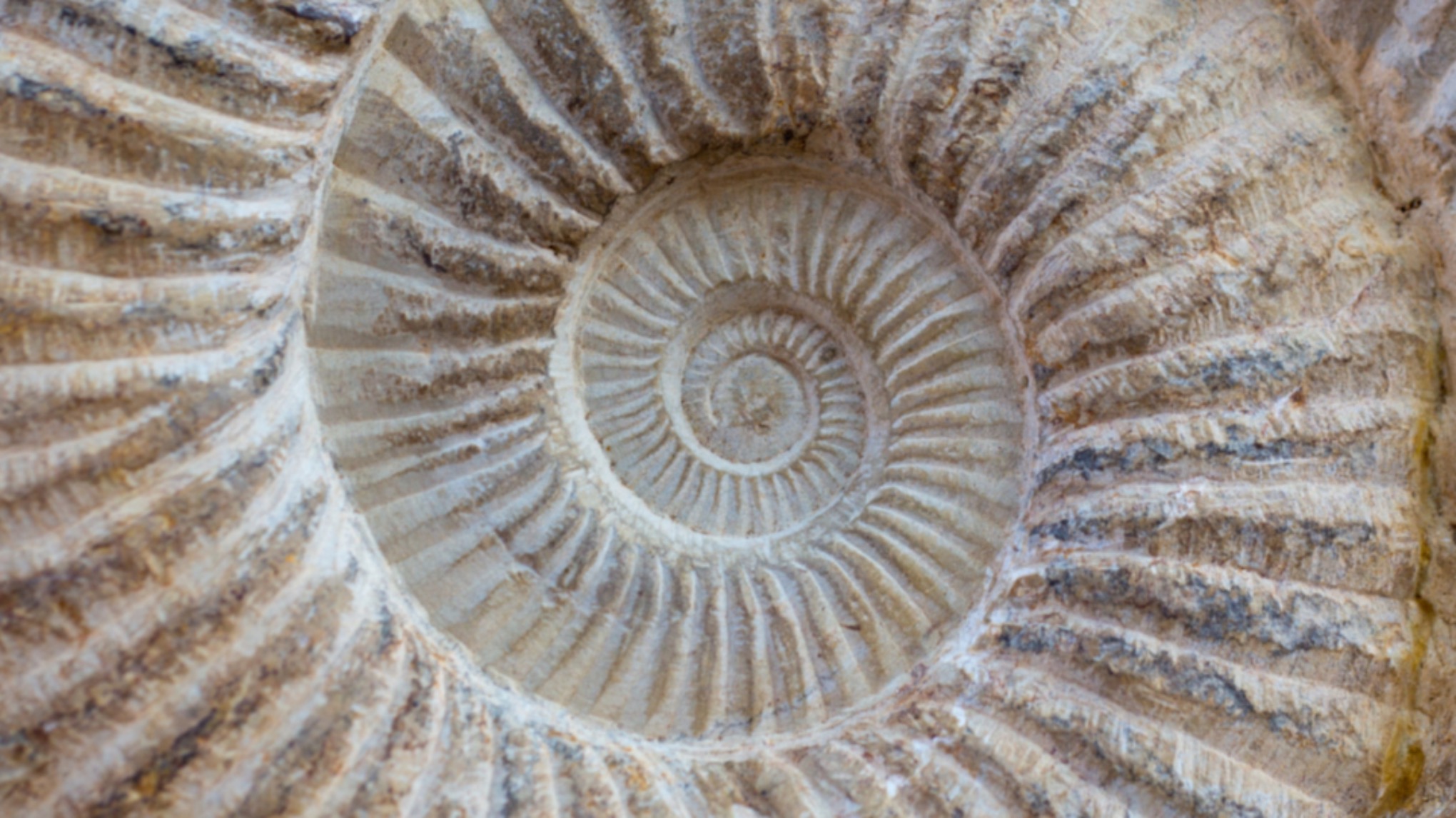 Herbst Balance ~ Shake, Dance & Somatic Yoga Nidra