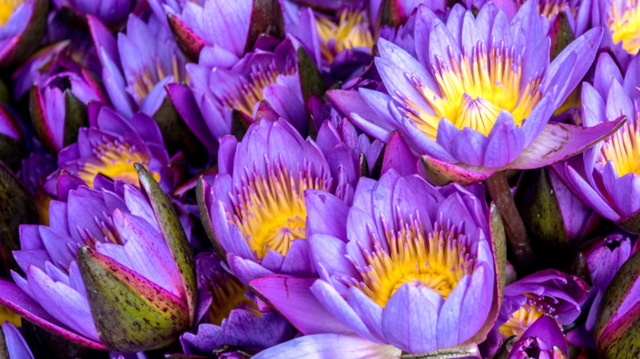 Yin yoga XXL - Blauwe lotus cacao ceremonie