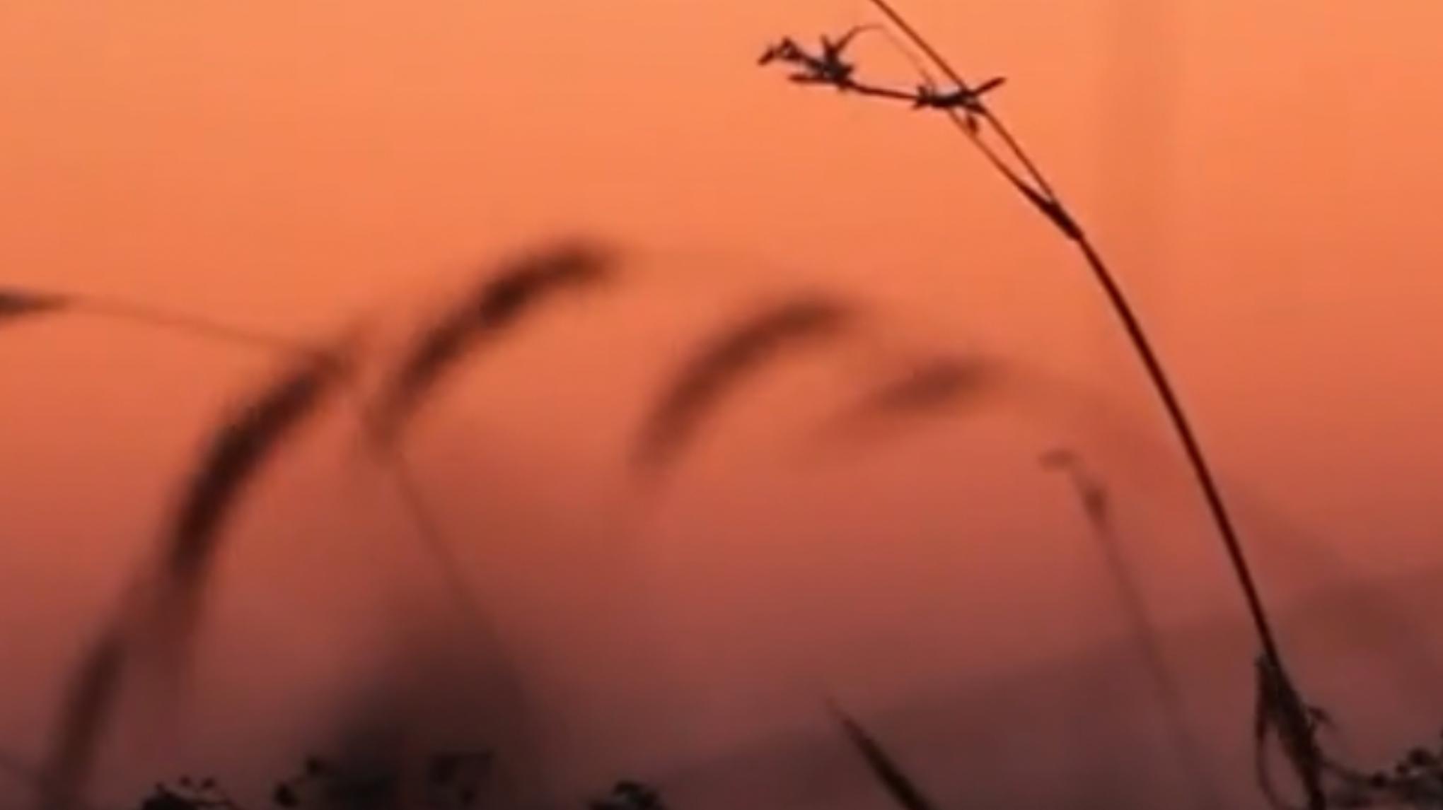 Atelier SLOW #4 // YOGA + NATURO (régulation du système nerveux)