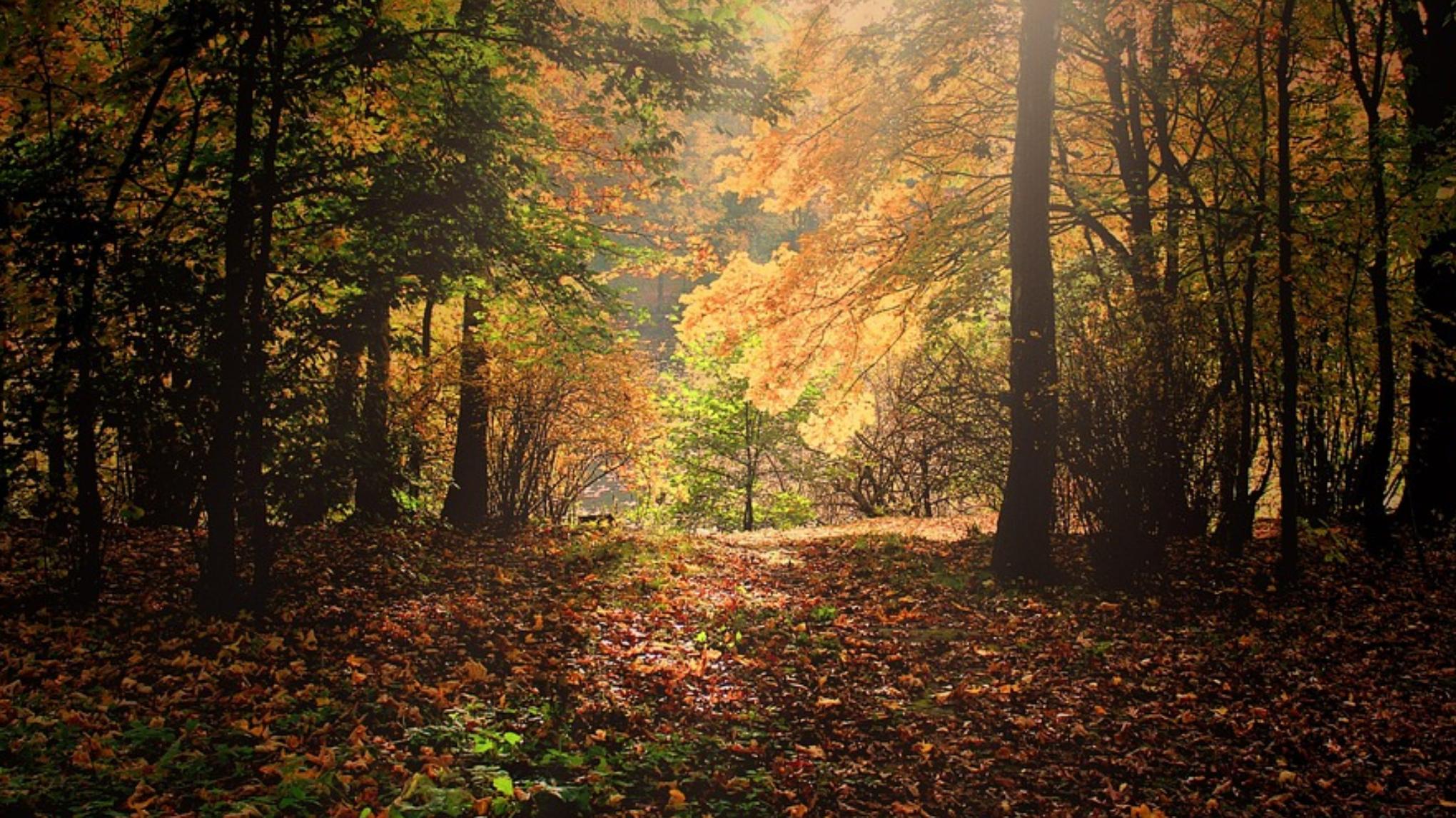 Tages Retreat "feel fall - slow down"