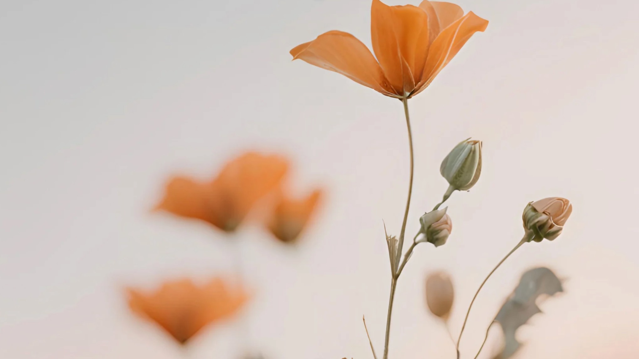 Kurs: Yin & Reiki 〰️ 5 söndagar