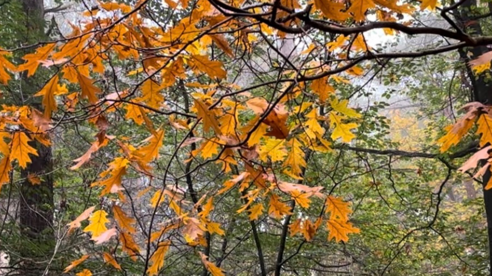 Mindful wandelen, yoga en stadspoëzie in het Griftpark