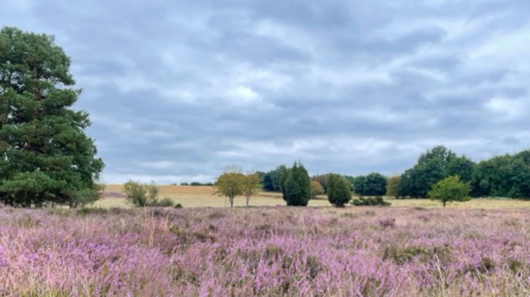 Tagesretreat: In Balance – Die Harmonie von Yin & Yang erleben