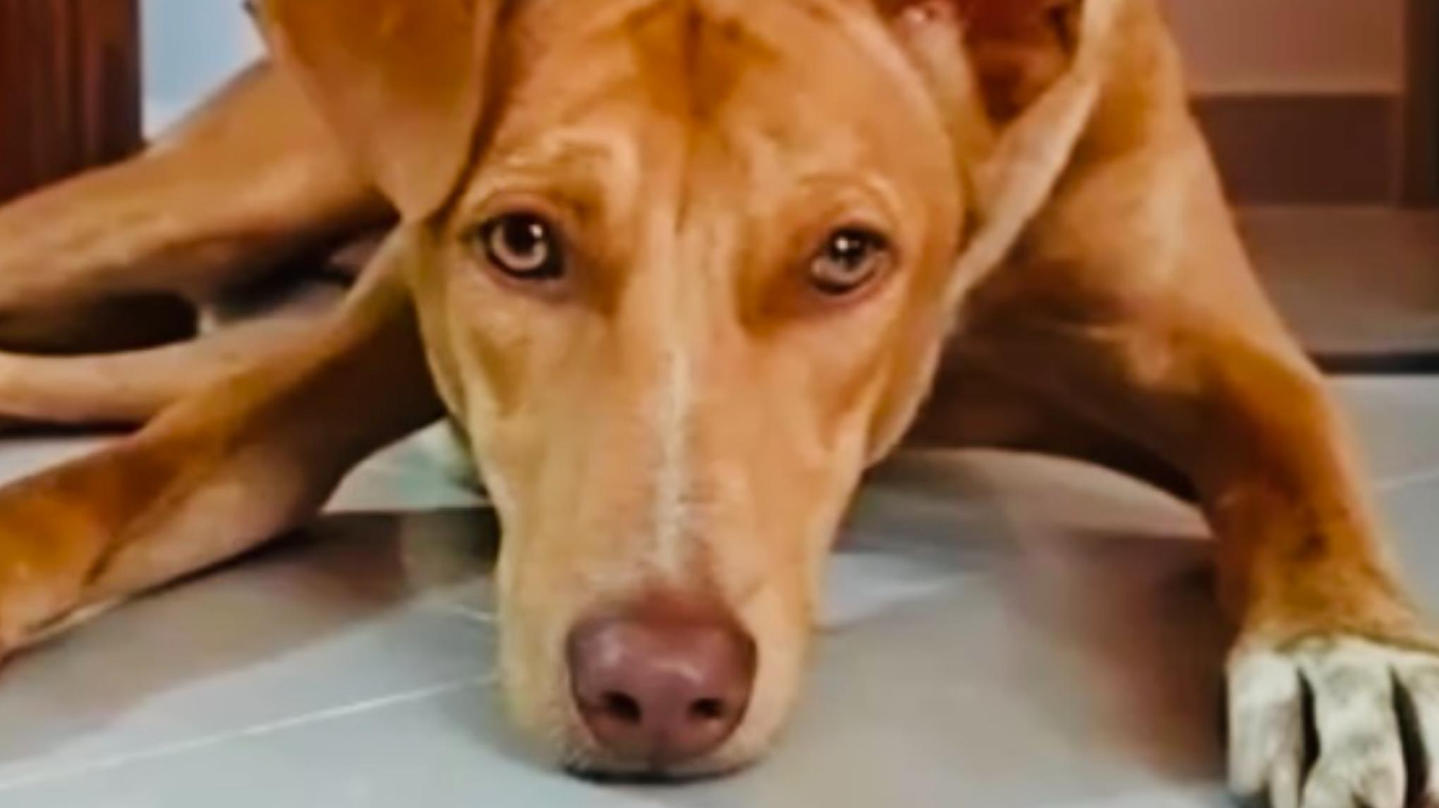 BRINGING BRUNO HOME! A YOGA FUNDRAISER!