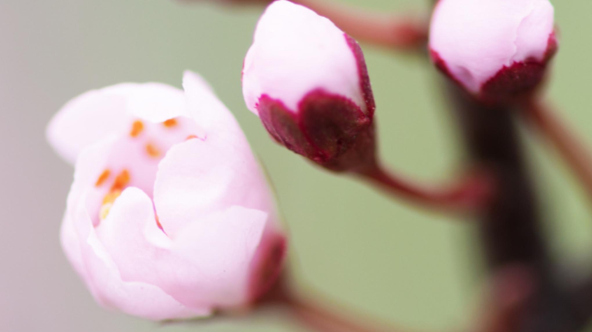 Atelier Yoga – Prémices du PRINTEMPS