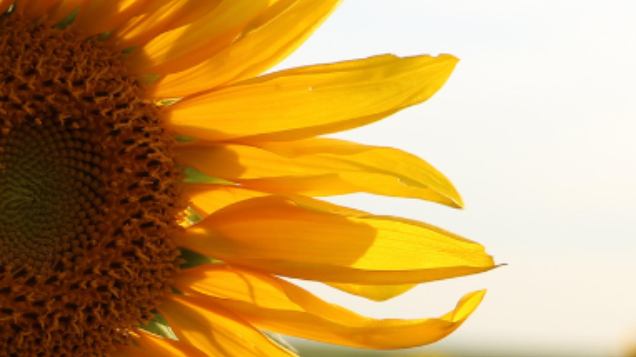 Atelier Yoga – Prémices de l’ETE