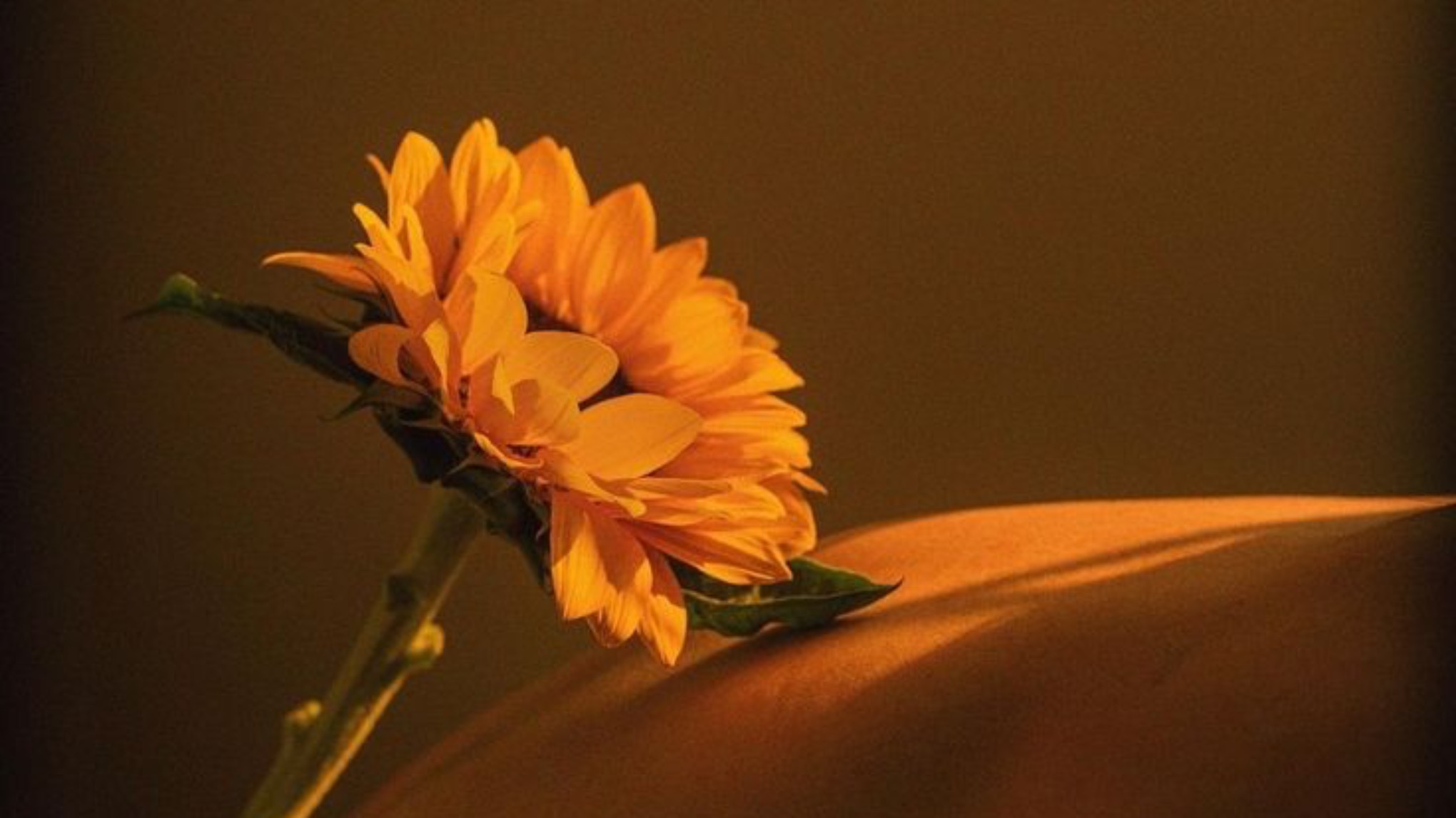 Atelier Mobilité avec Margot 🍂 Force Tranquille (Corps entier)