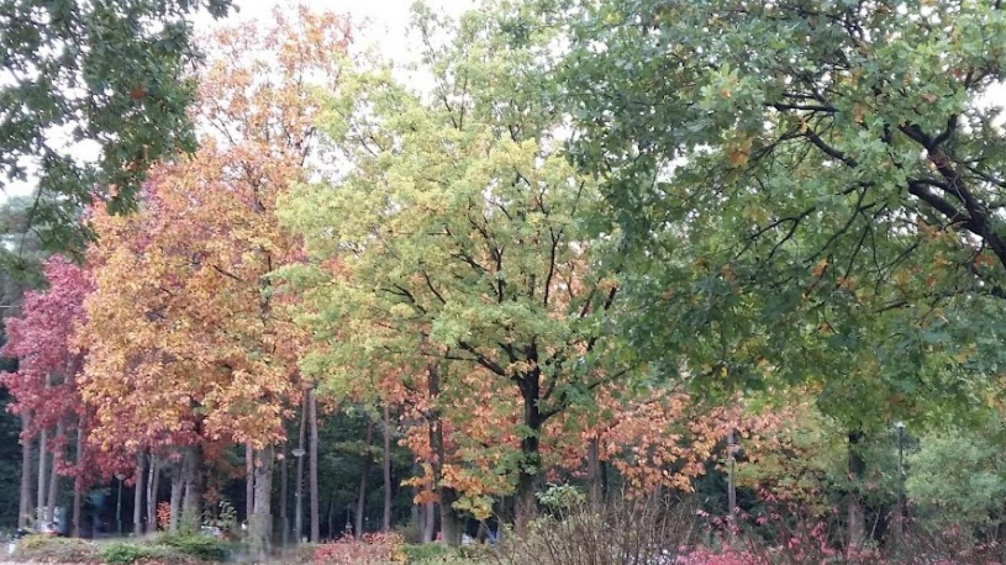 🍂 Zen Zondag - Loslaten & vertragen 🍂