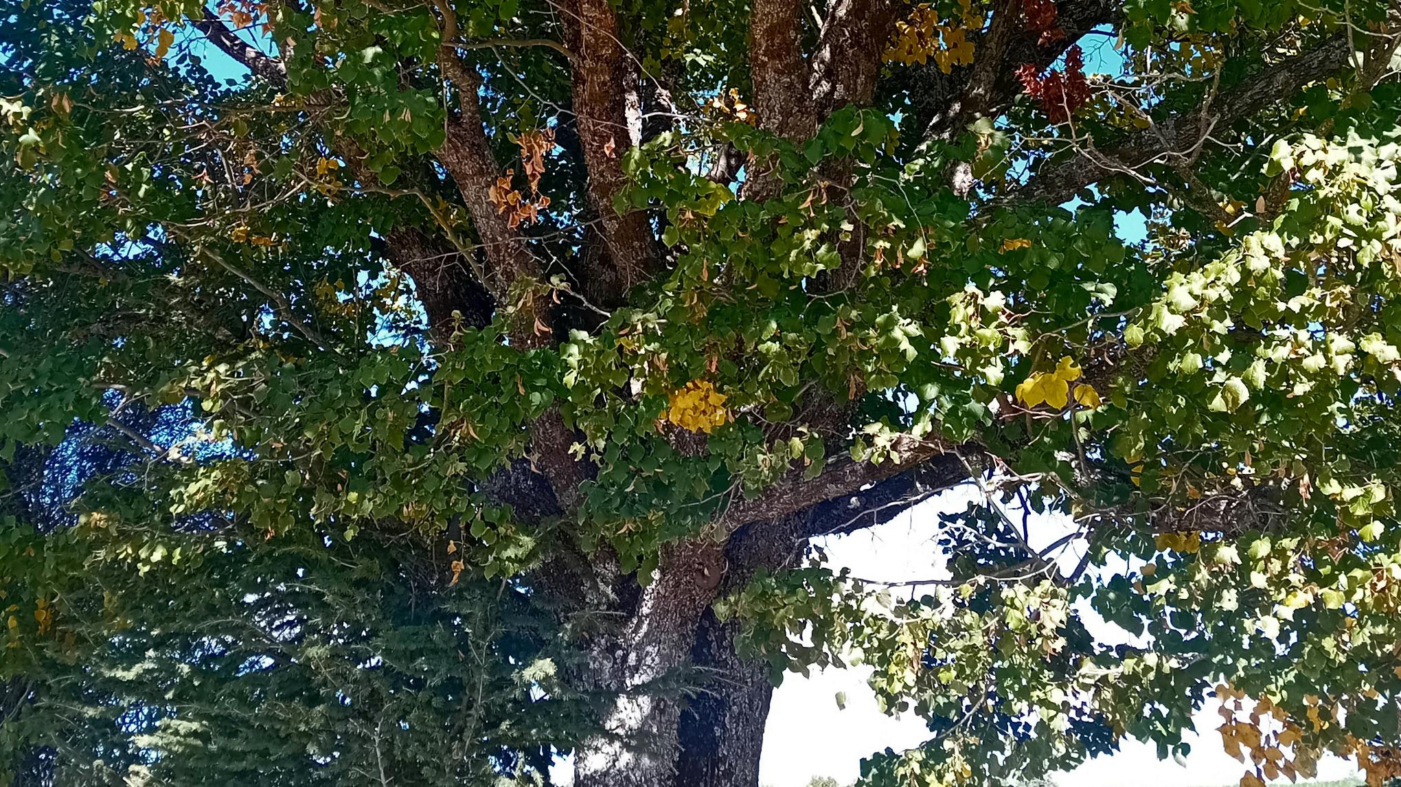 Atelier d'automne Laure