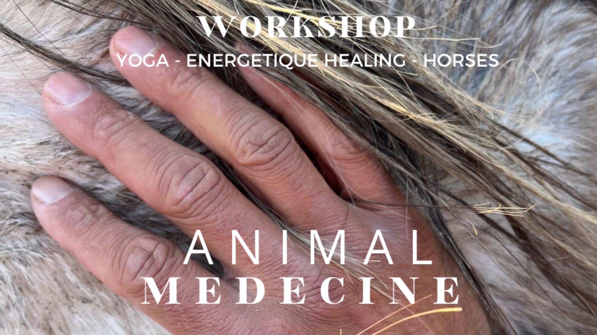 Workshop Animal medecine
