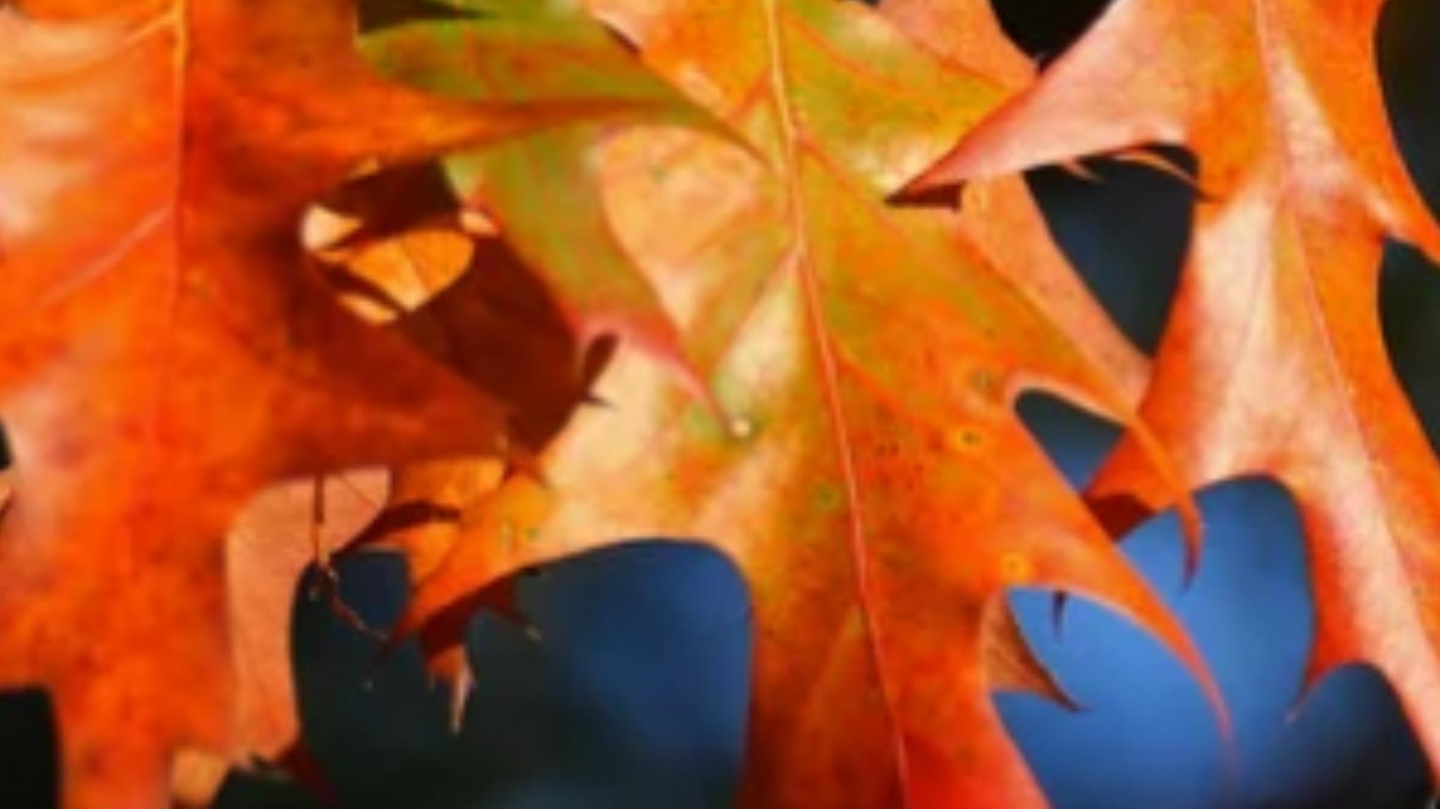 VinterHvile & Ro med AnnetteMarie