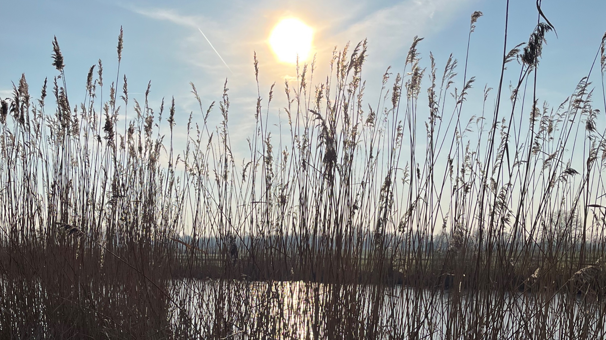 🌱 🦢Mindful wandelen, yoga en stadspoezie in het Griftpark