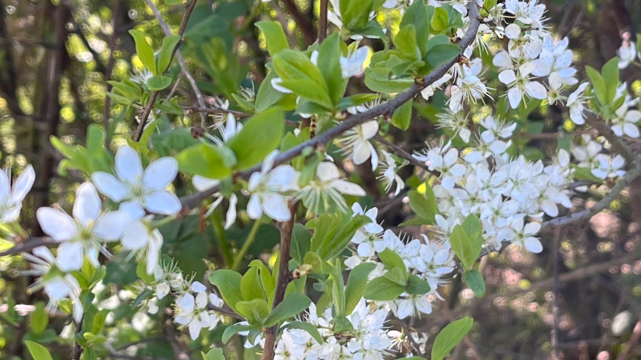 🌼🐣Mindful wandelen, yoga en stadspoezie in het Griftpark