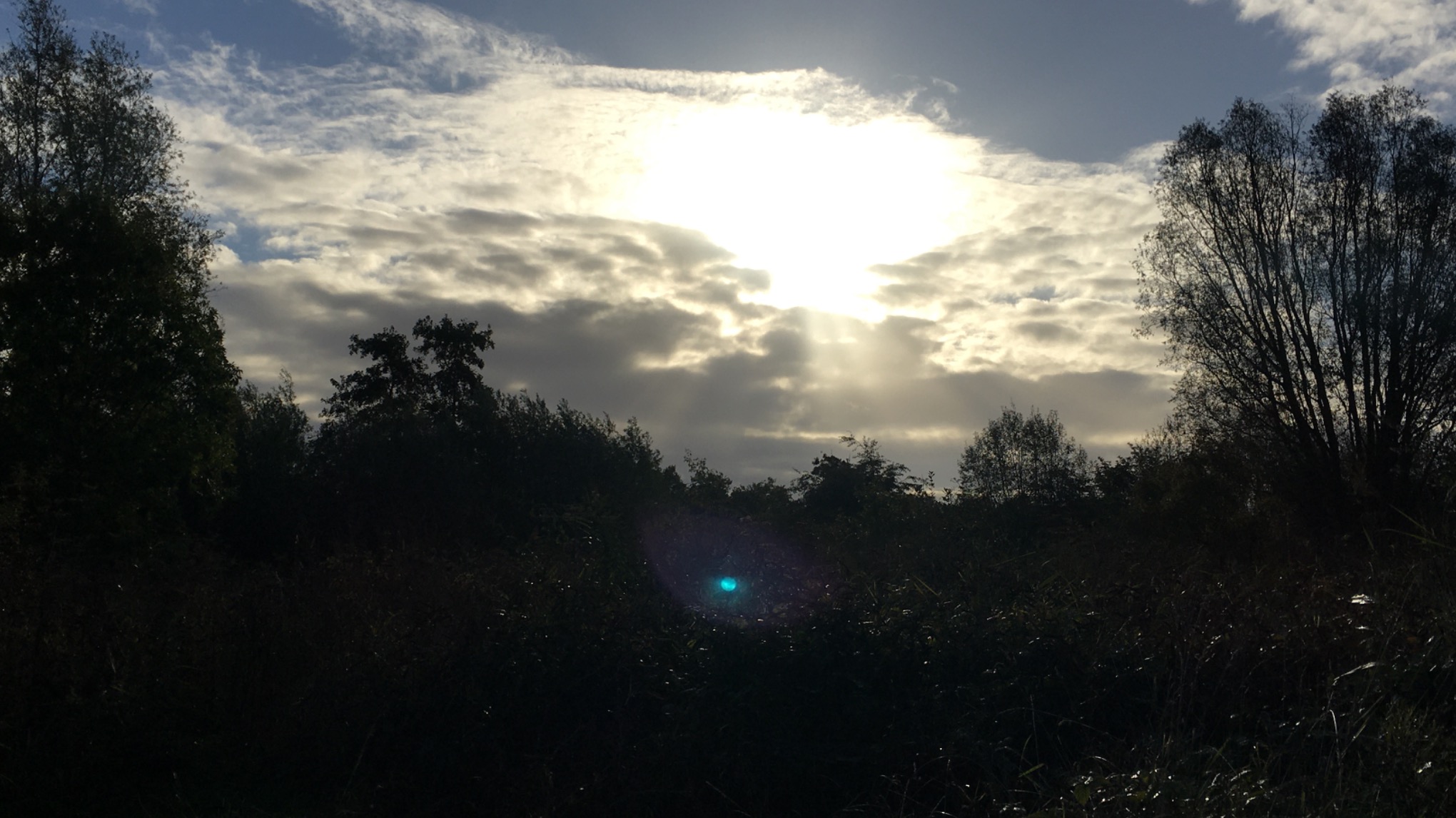 🍊🌲🐇 Mindful wandelen, yoga en stadspoëzie in het Griftpark