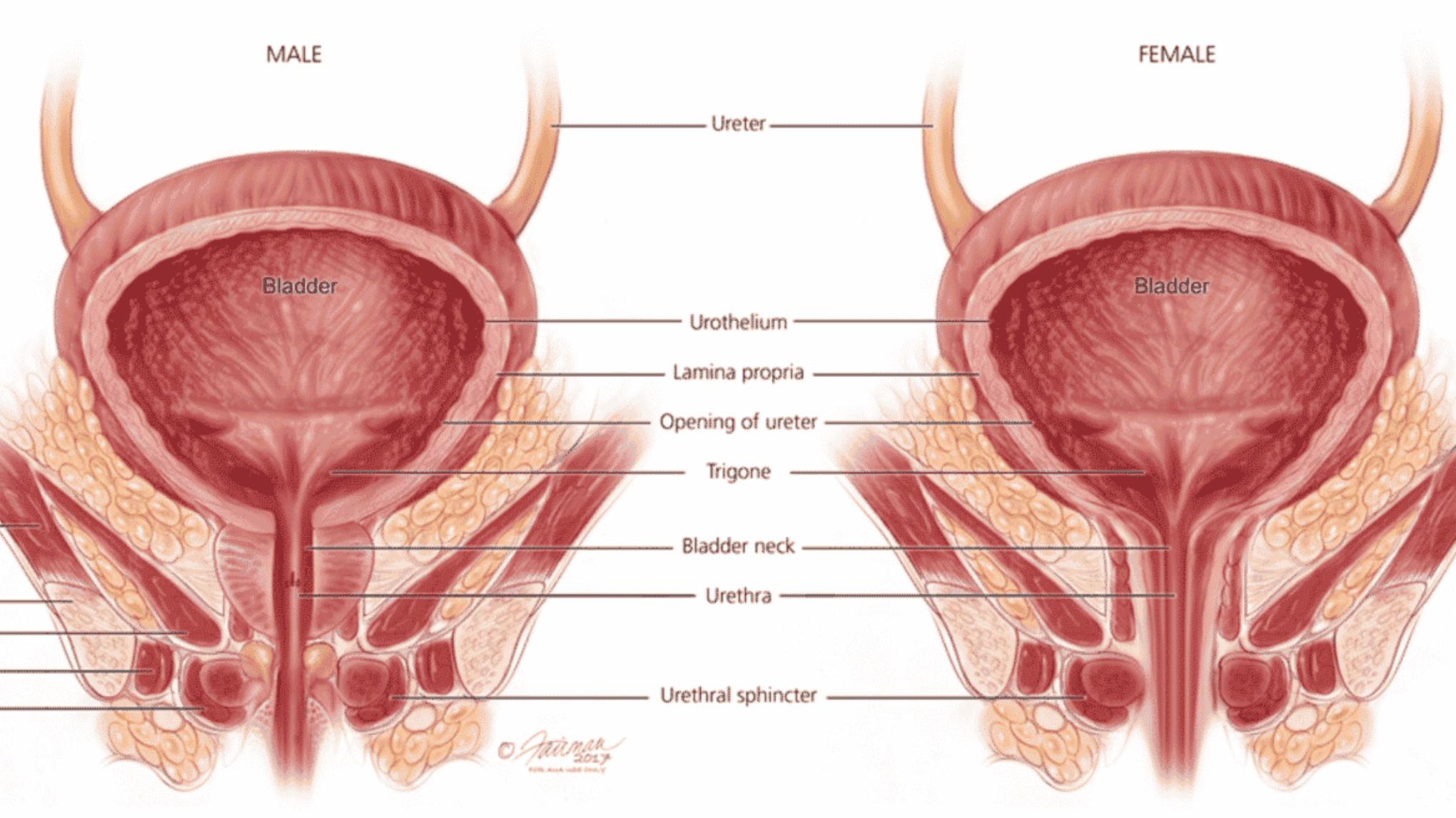 Atelier - Le plancher pelvien