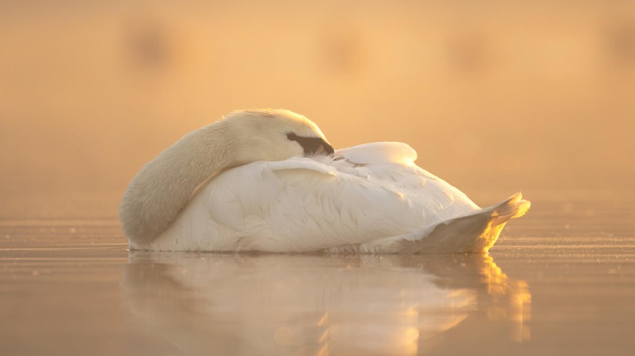 Yin & yoga Nidra 🌕