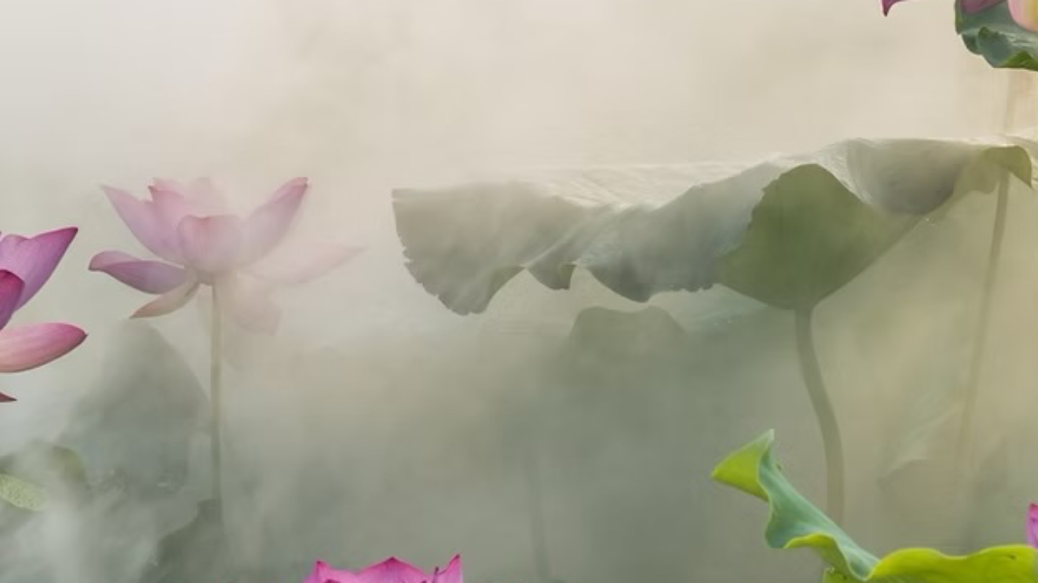 ( nog 2 plek) Soundhealing & Flower Ritual : 12/12 portal for Healing