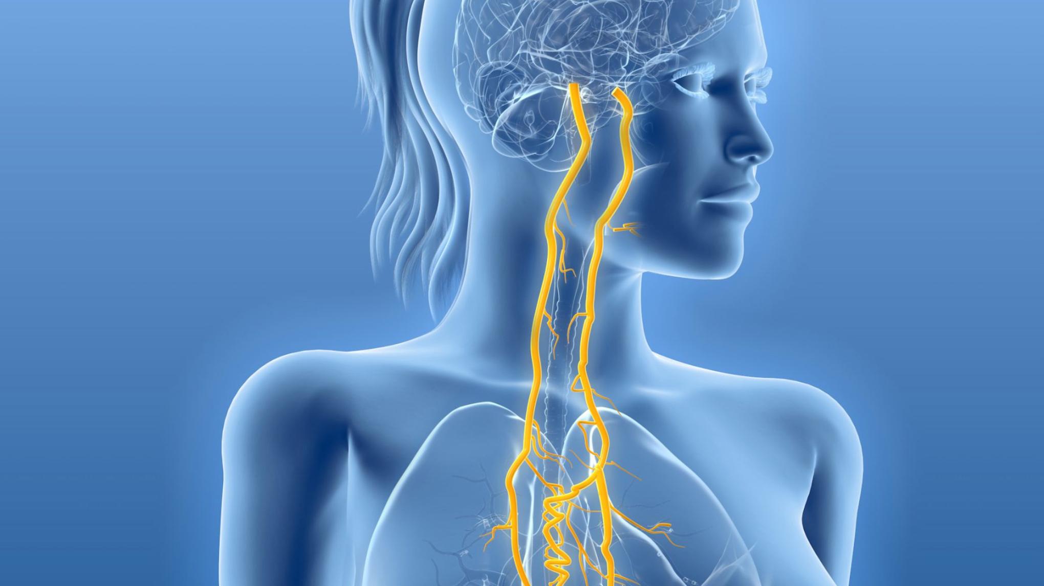 Nervus Vagus als Innerlijk Kompas