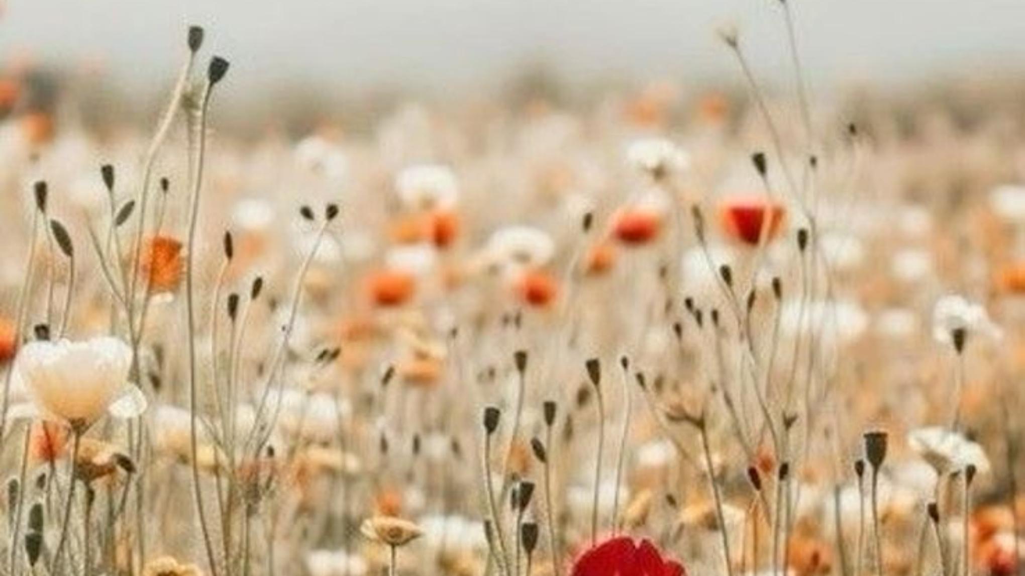 XL les Hatha en adem