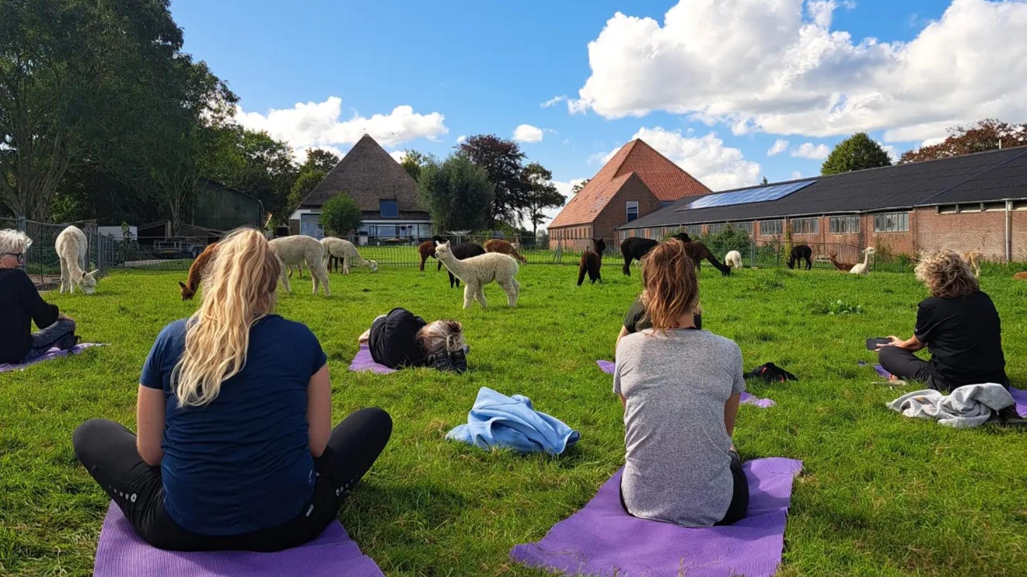 Alpaca Yoga