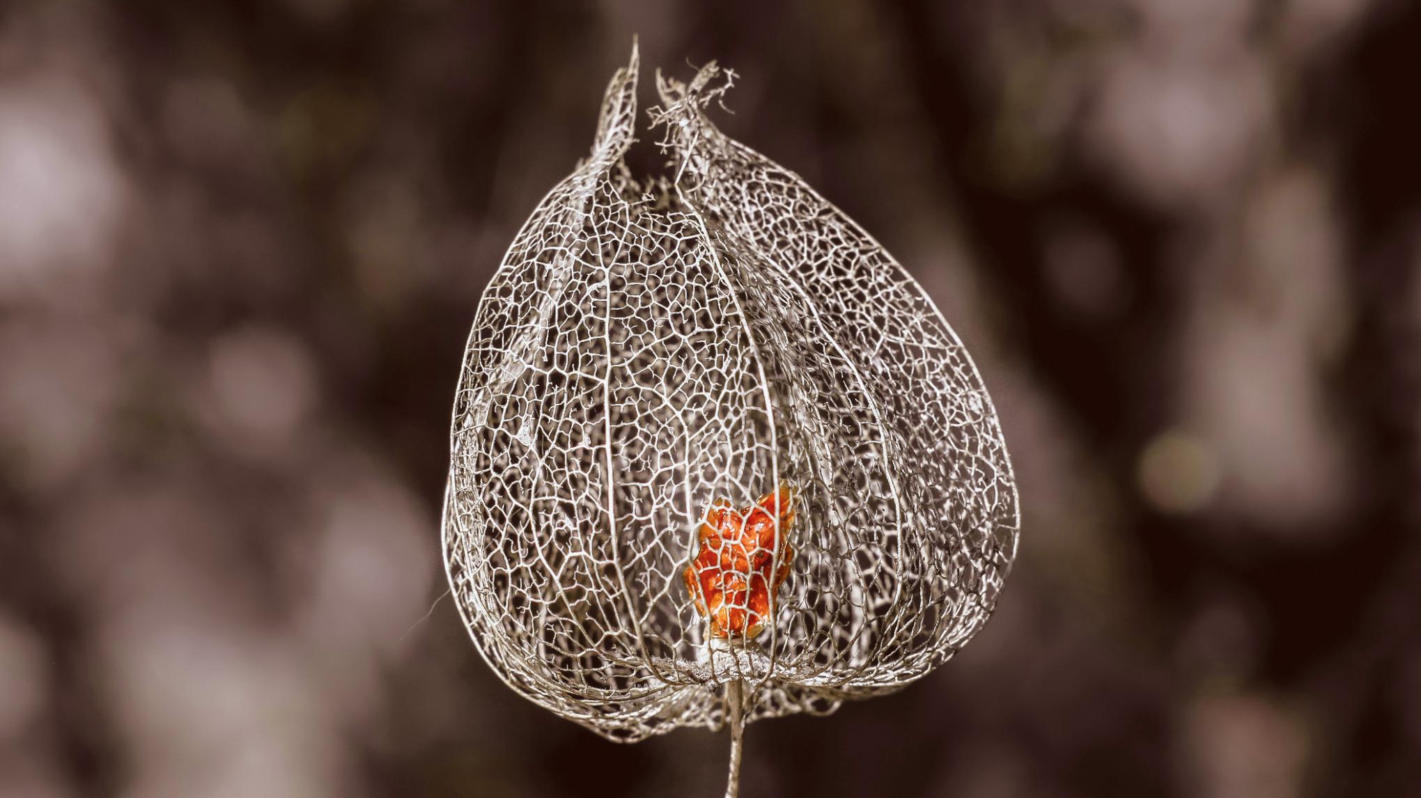 XL CLASS: SEED OF INTENTION