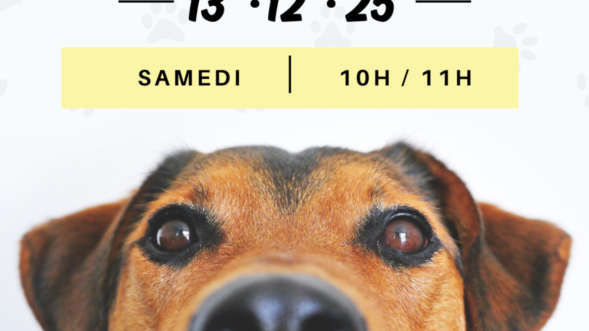 Le Noël de la SPA : Yoga solidaire dans un lieu d’exception !