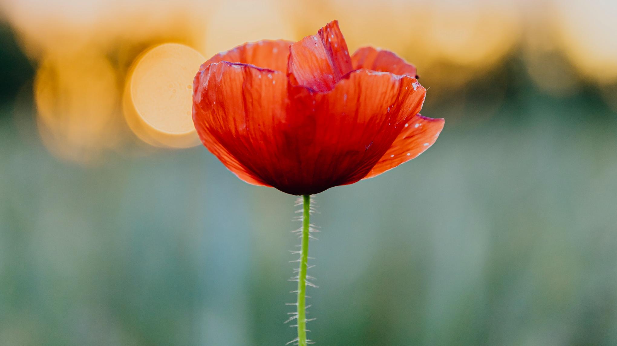 Yin XL & aroma therapie