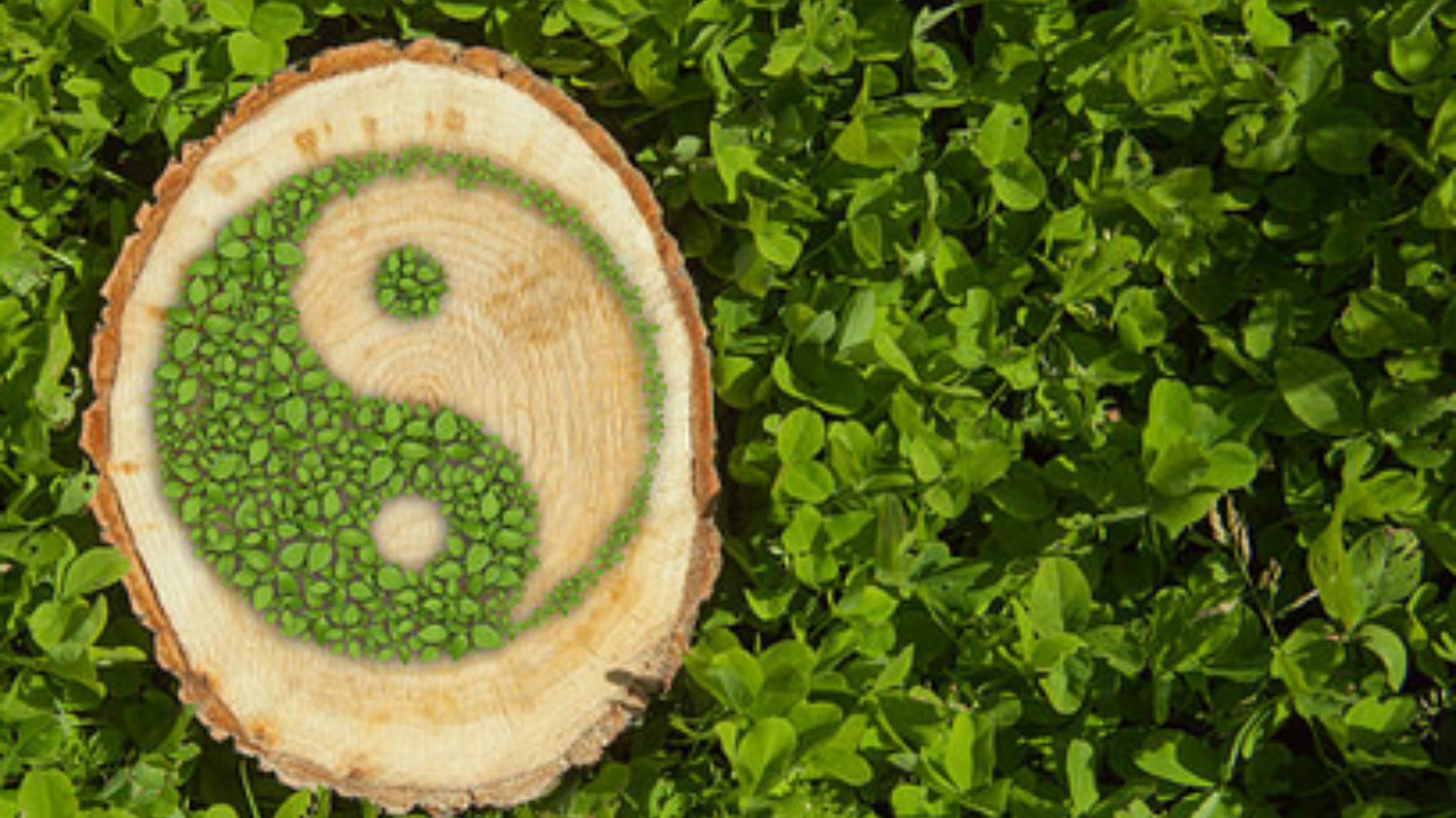 Frühlingskraft – Yin Yoga & TCM für das Holz-Element