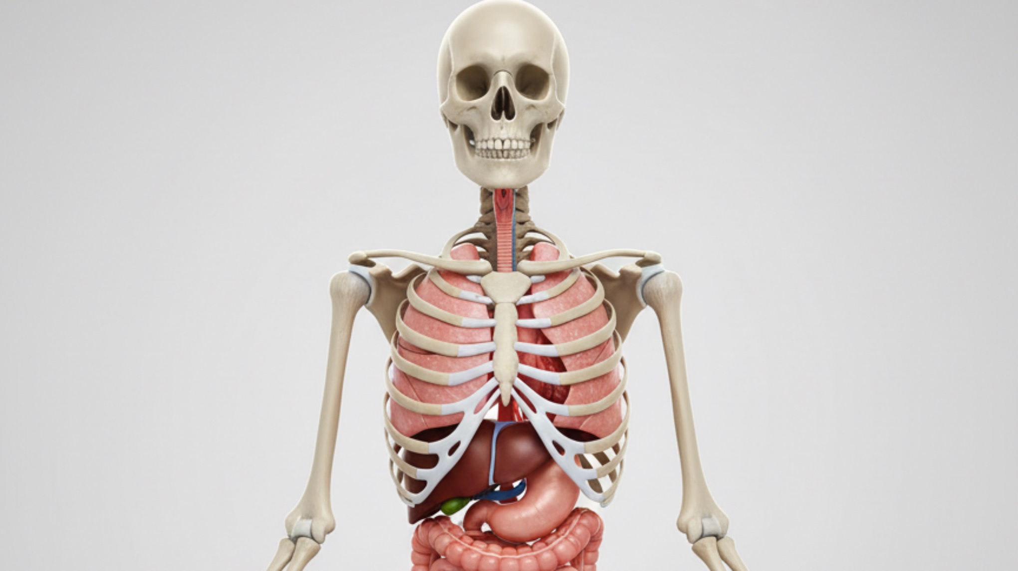 Yoga Anatomy: Unlocking Your Body’s Potential