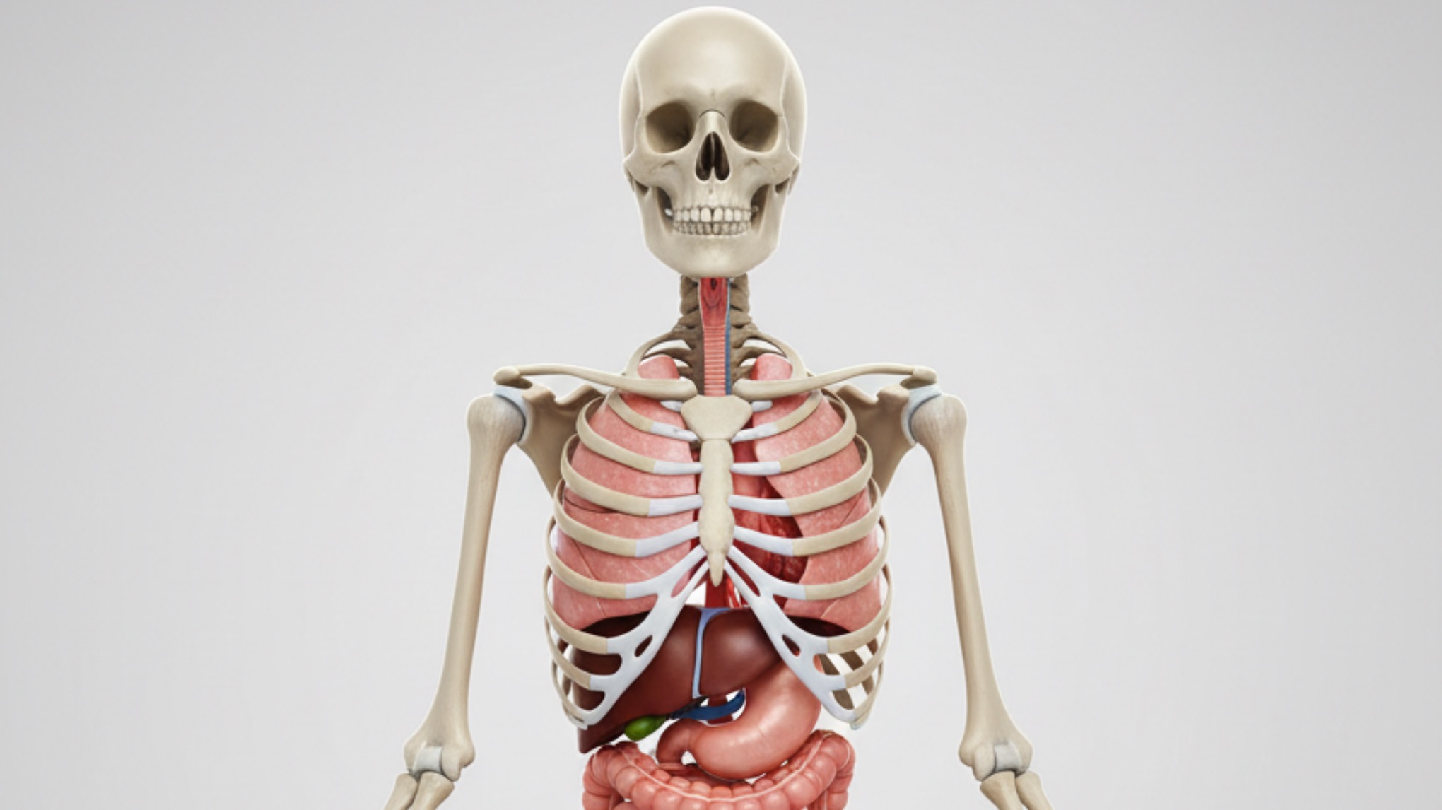 Yoga Anatomy: Unlocking Your Body’s Potential