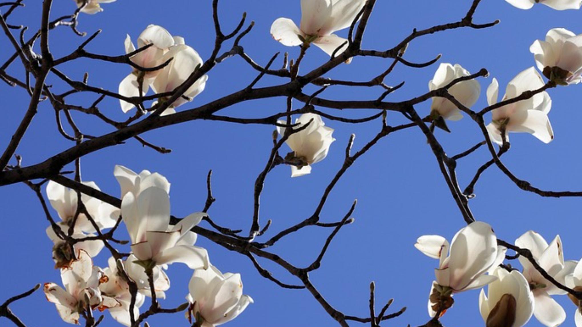 Laat je zenuwstelsel ontwaken - workshop reeks LENTE