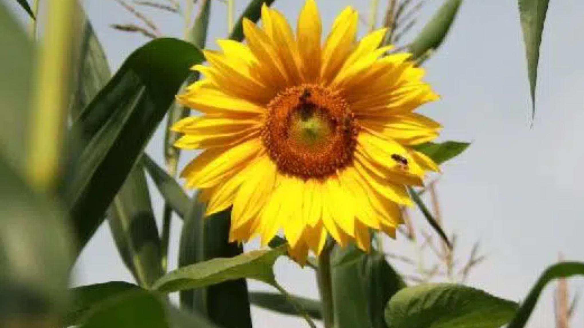 De stilte die spreekt - workshop reeks ZOMER